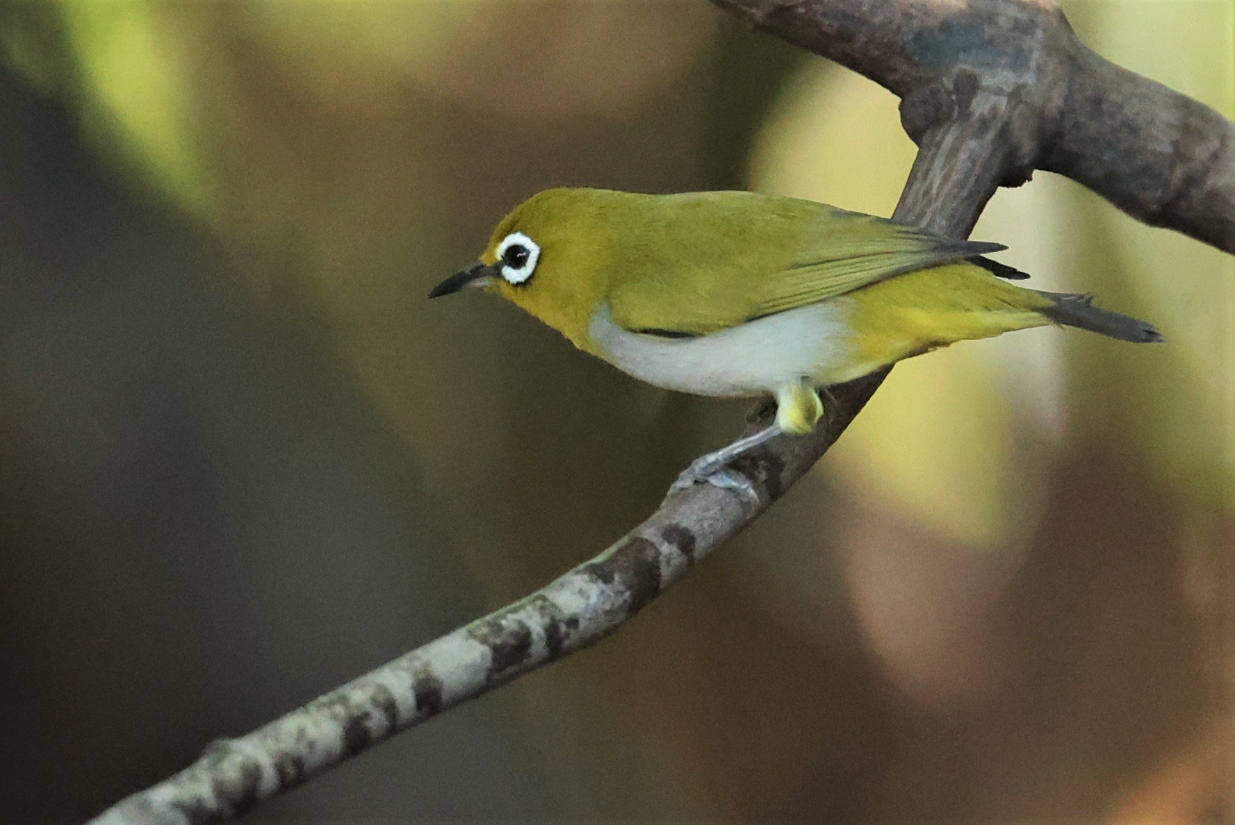 Swinhoe's White-eye (Zosterops simplex) Bang Pu Recreational Park & Mangrove Forest (71).jpg