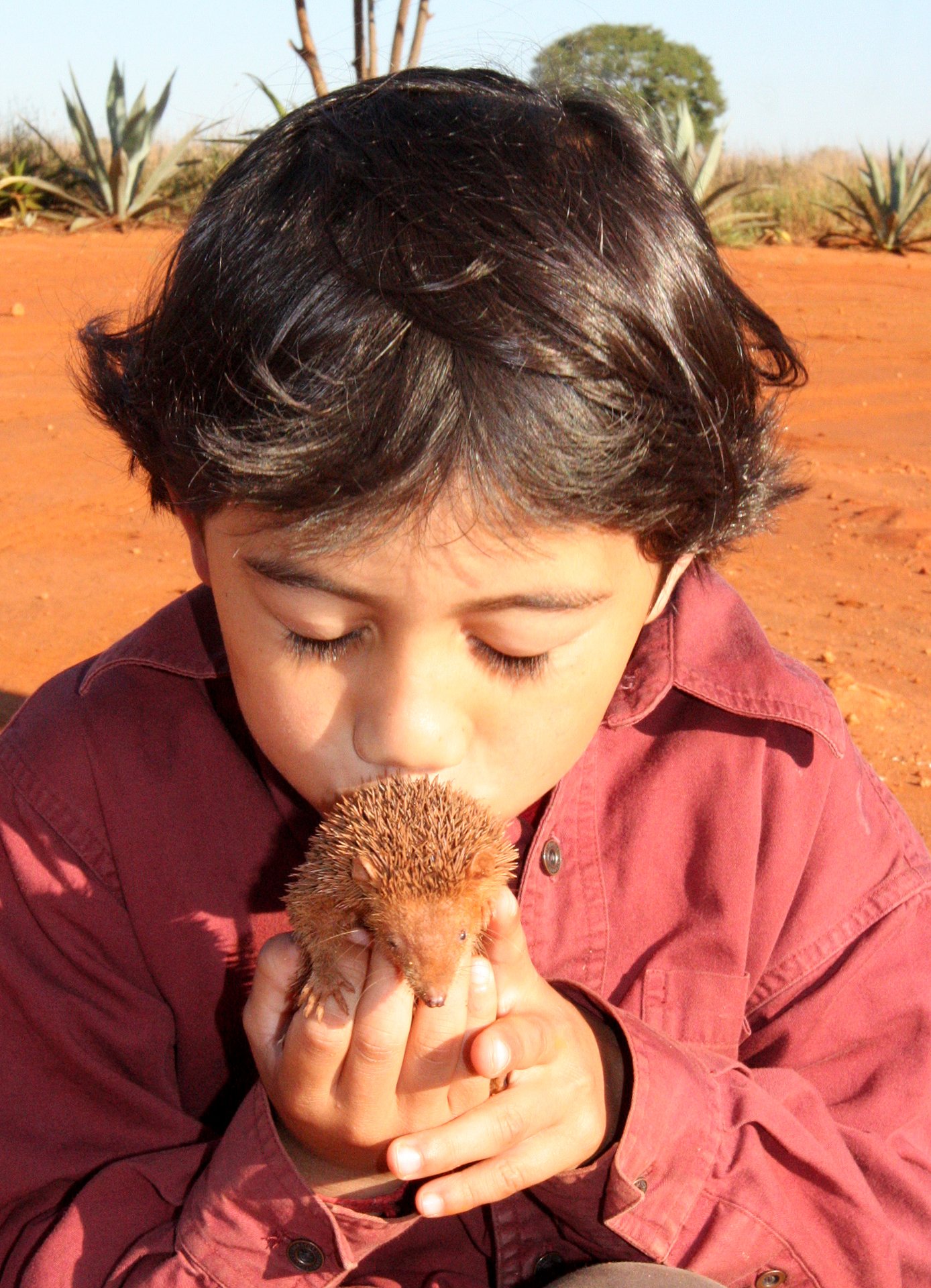 Echinops telfairi - LESSER HEDGEHOG TENREC - ORDER AFROSORICIDA - BERENTY RESERVE MADAGASCAR (83) - Copy.JPG