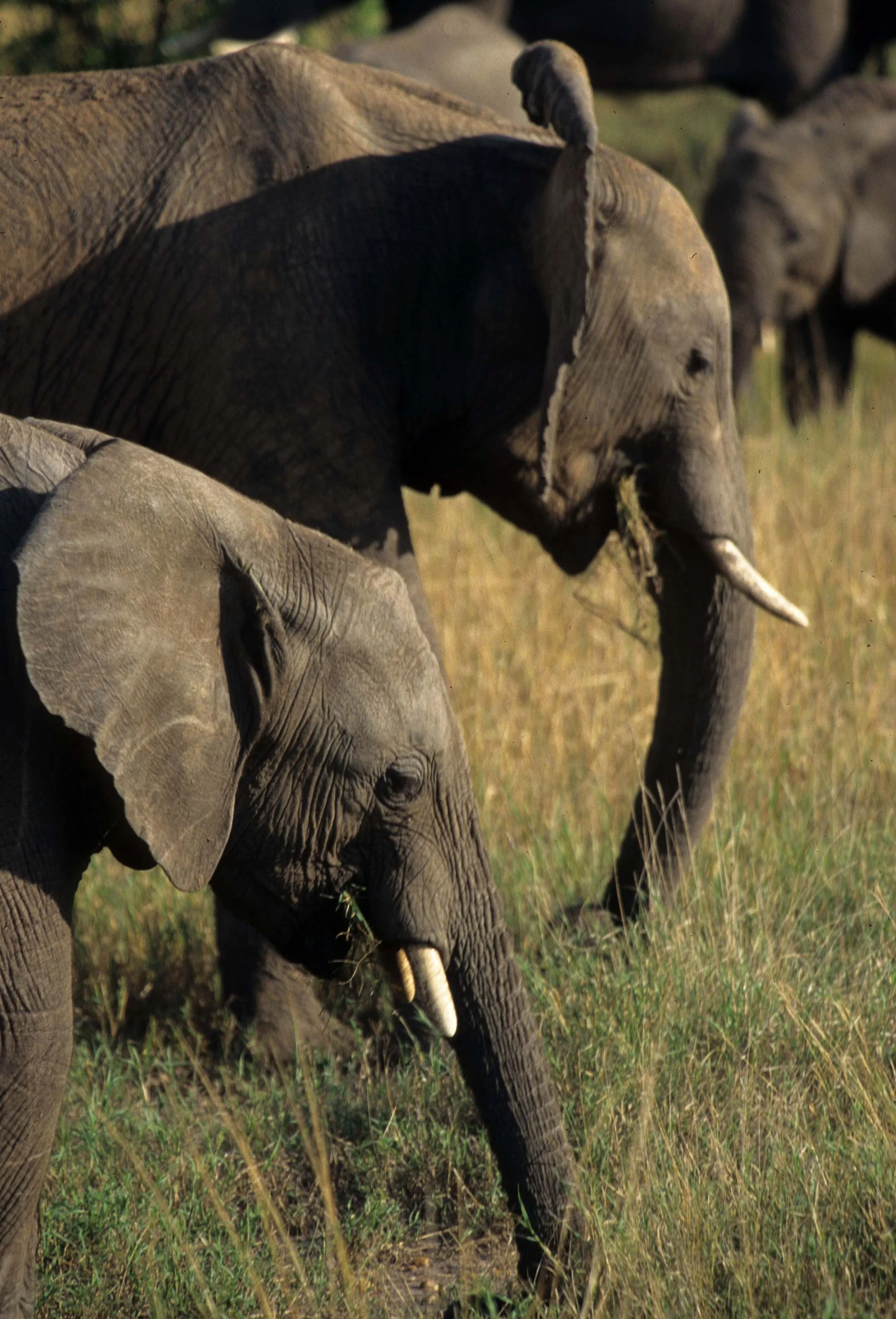 ELEPHANT - SERENGETI 19.jpg