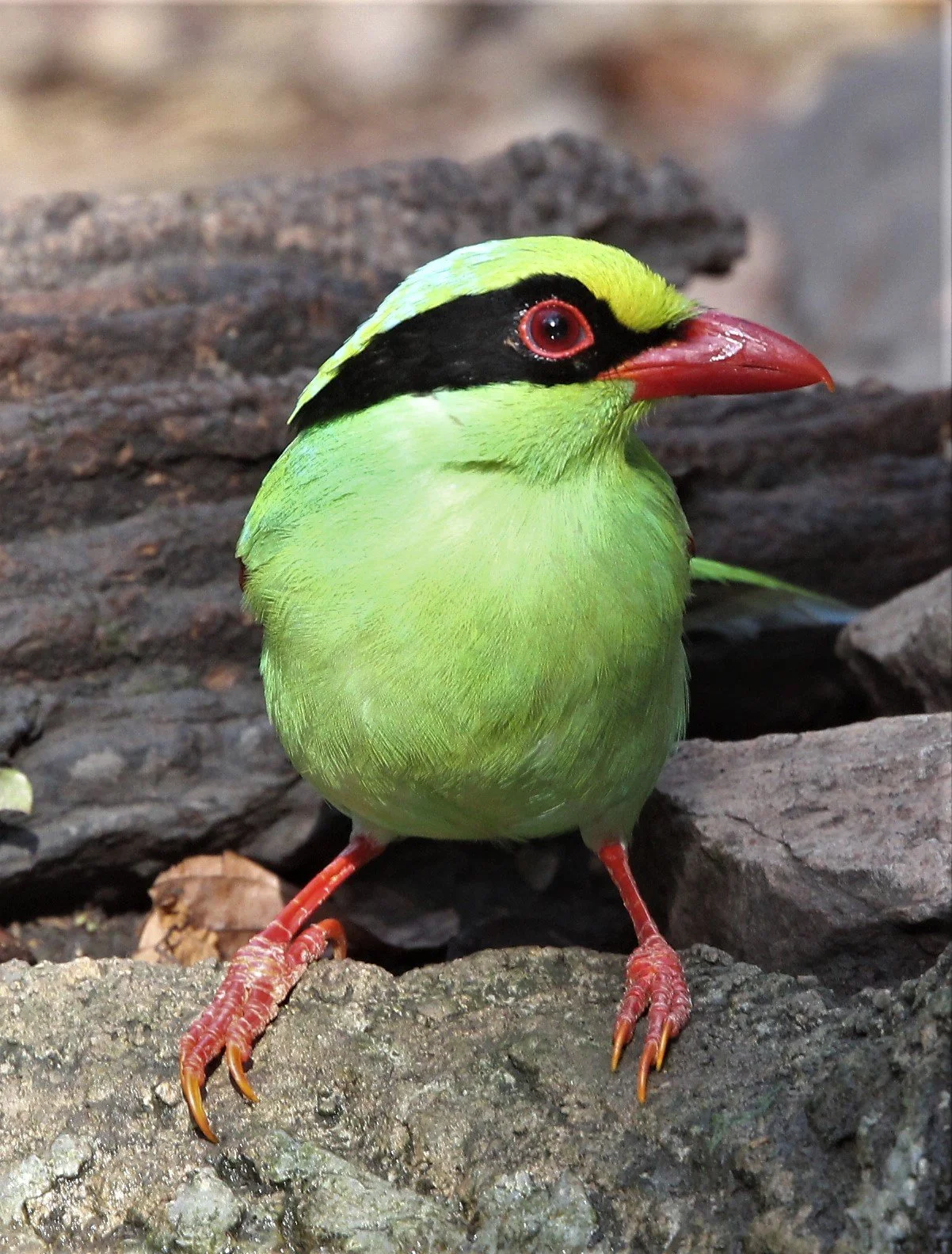 MAGPIE - GREEN MAGPIE - LUNG SIN HIDE KAENG KRACHAN A (10).jpg
