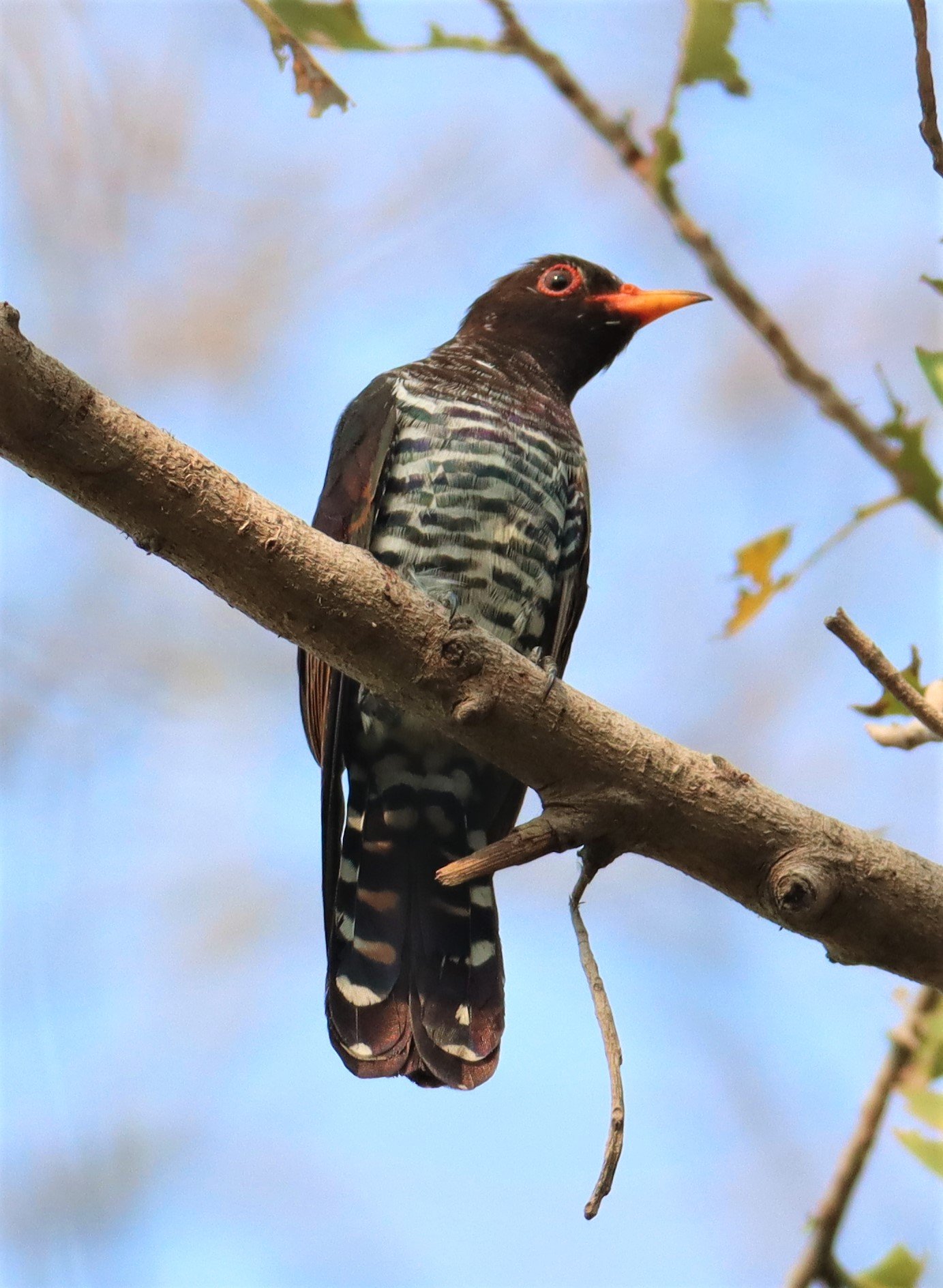Violet Cuckoo (Chrysococcyx xanthorhynchus) Rama IX Park Bangkok (13).jpg