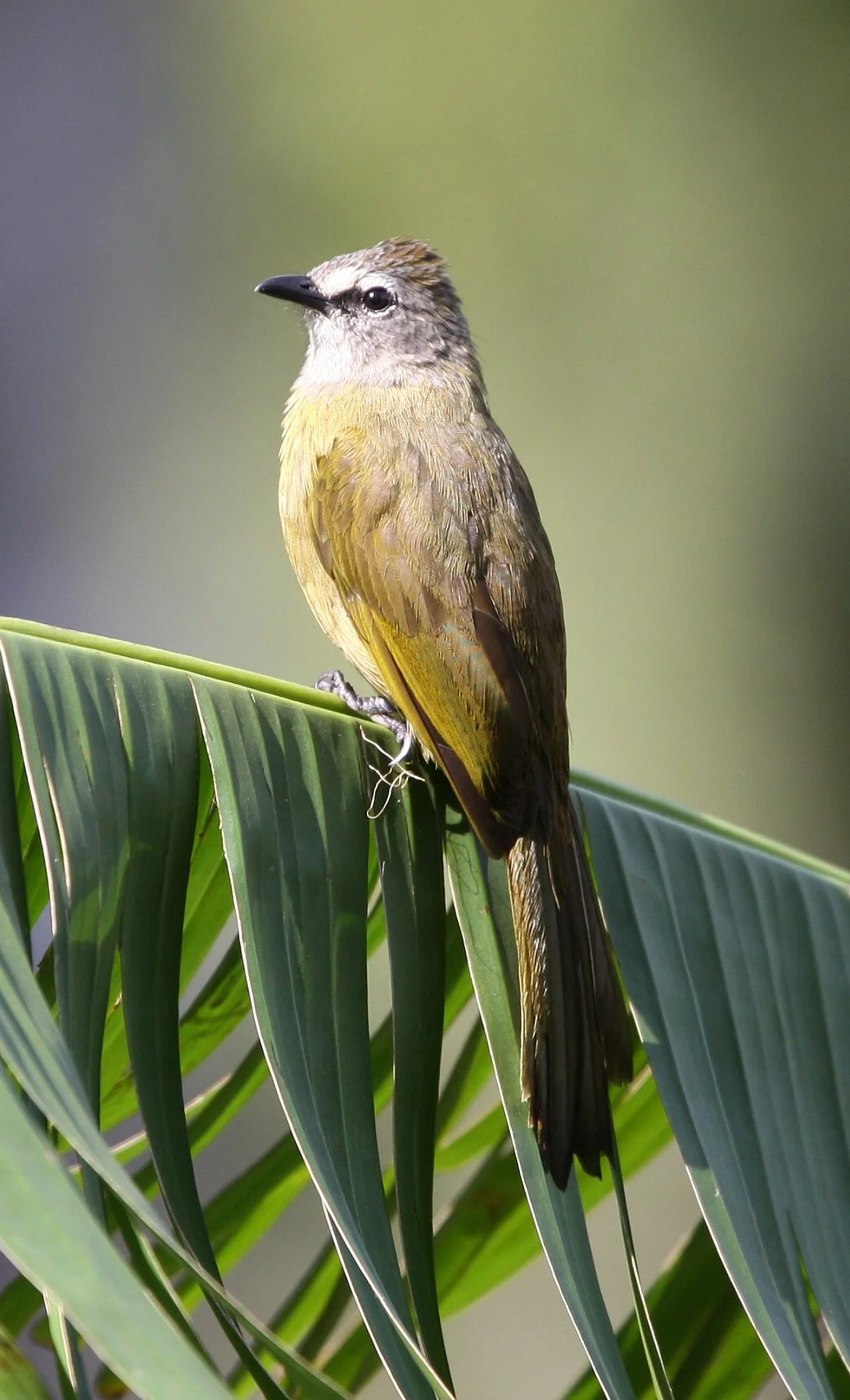 BULBUL - FLAVESCENT BULBUL - Pycnonotus flavescens - KAENG KRACHAN NP THAILAND (14).JPG