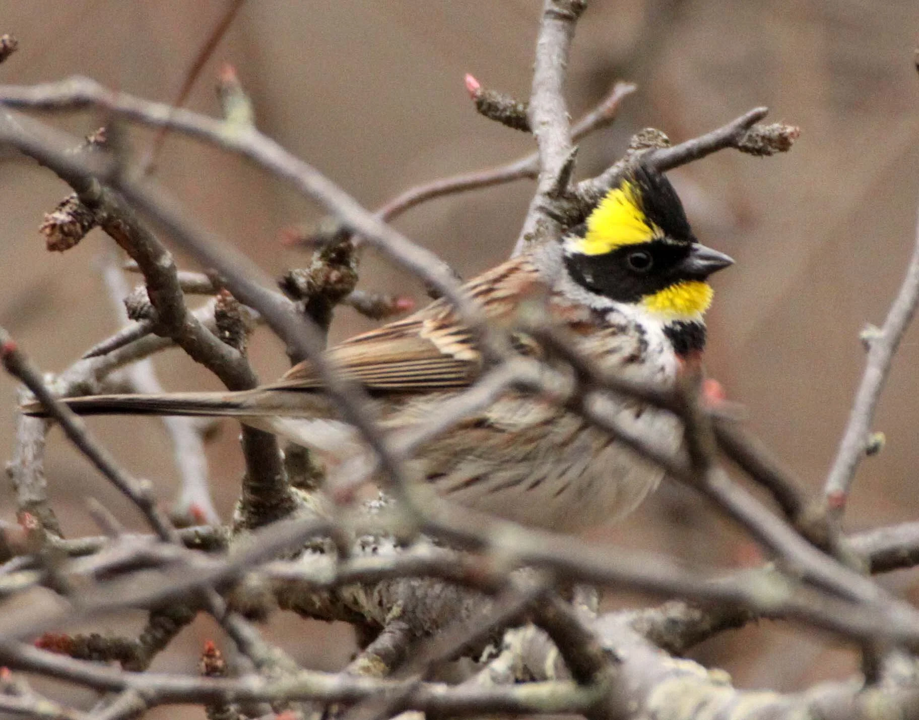 Yellow-throated Bunting (Emberiza elegans) Foping Nature Reserve Shanxi China (6).JPG