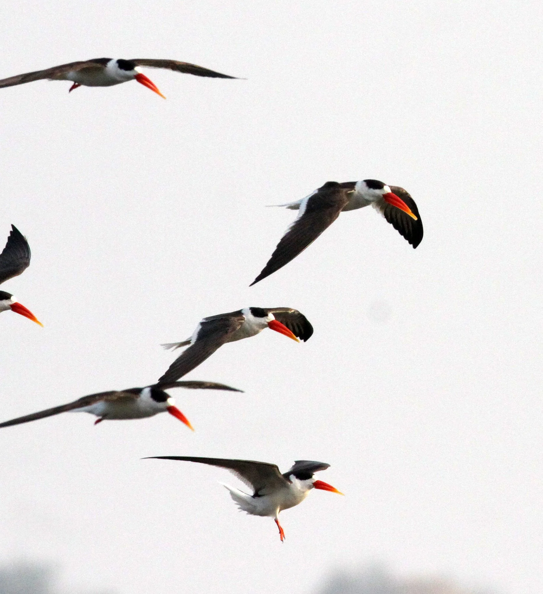BIRD - SKIMMER - INDIAN SKIMMER - CHAMBAL SANCTUARY INDIA (71).JPG