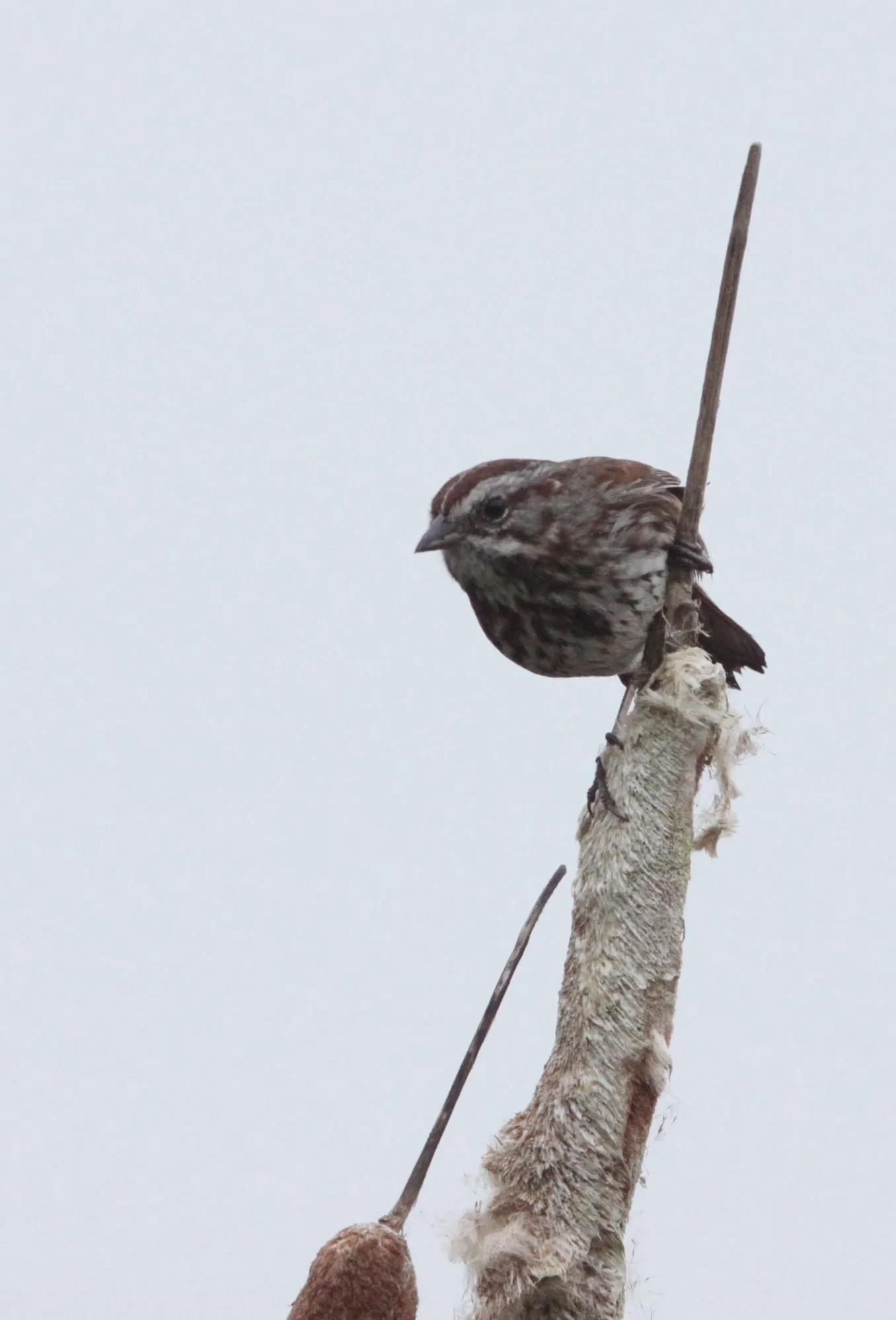 Song Sparrow (Melospiza melodia) Carrizo Plain NM California.JPG
