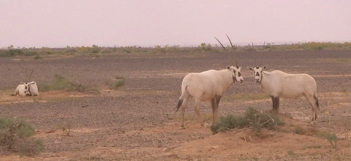 BOVID - ORYX - ARABIAN ORYX-SHAUMARI (5).JPG