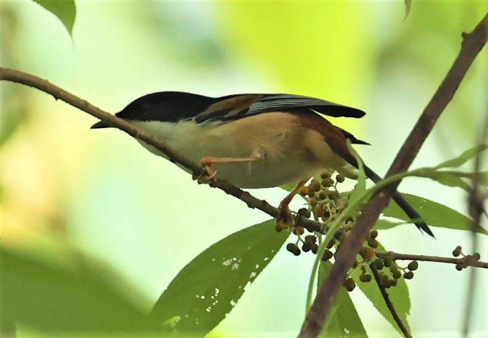 SIBIA - RUFOUS-BACKED SIBIA - Leioptila annectens - DOI LANG WEST, DOI PHA HOM KHA NP, CHIANG MAI DEC 2021 (16).jpg