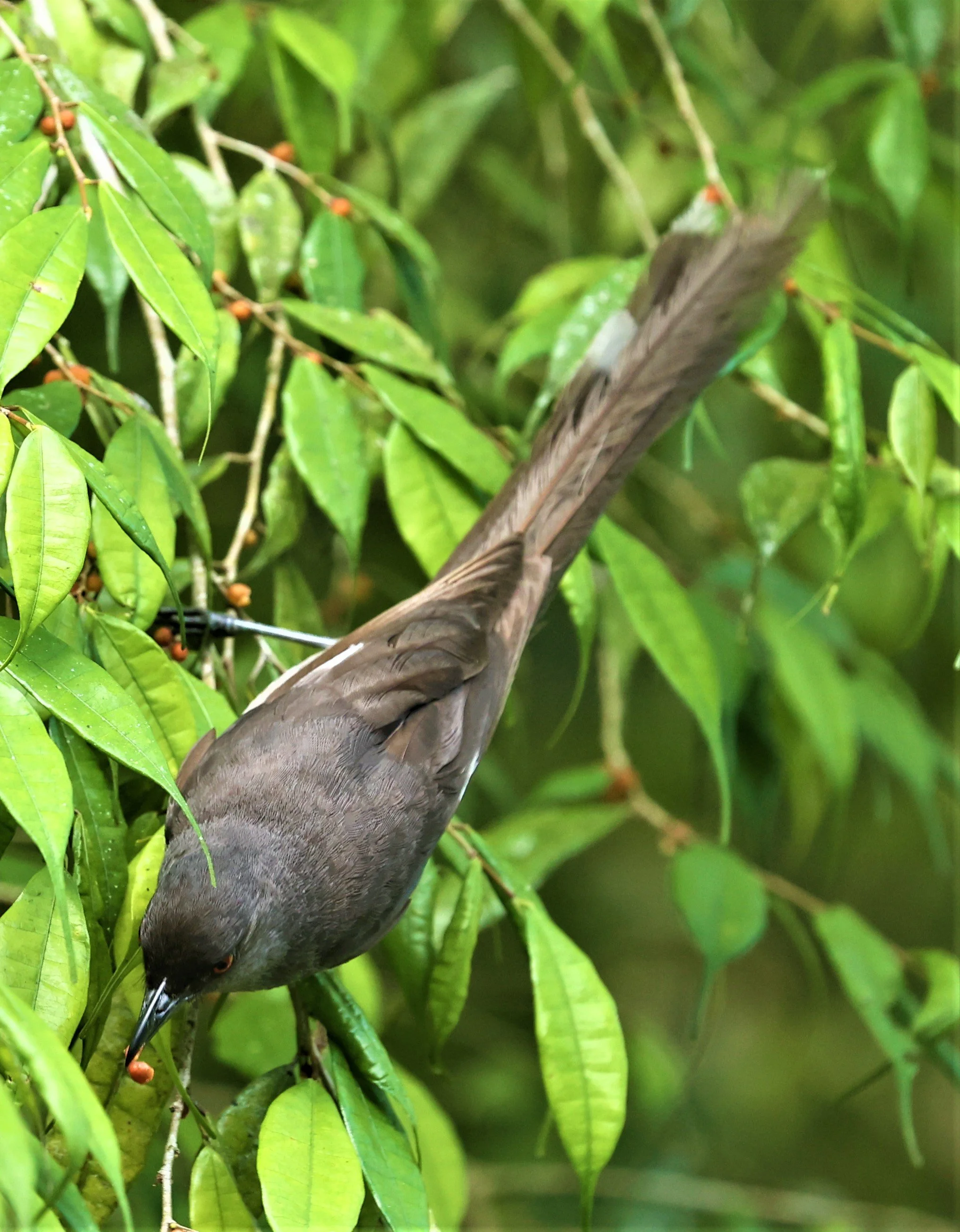 Heterophasia picaoides - LONG-TAILED SIBIA - FRASER'S HILL, MALAYSIA JUNE 2022 (45).jpg