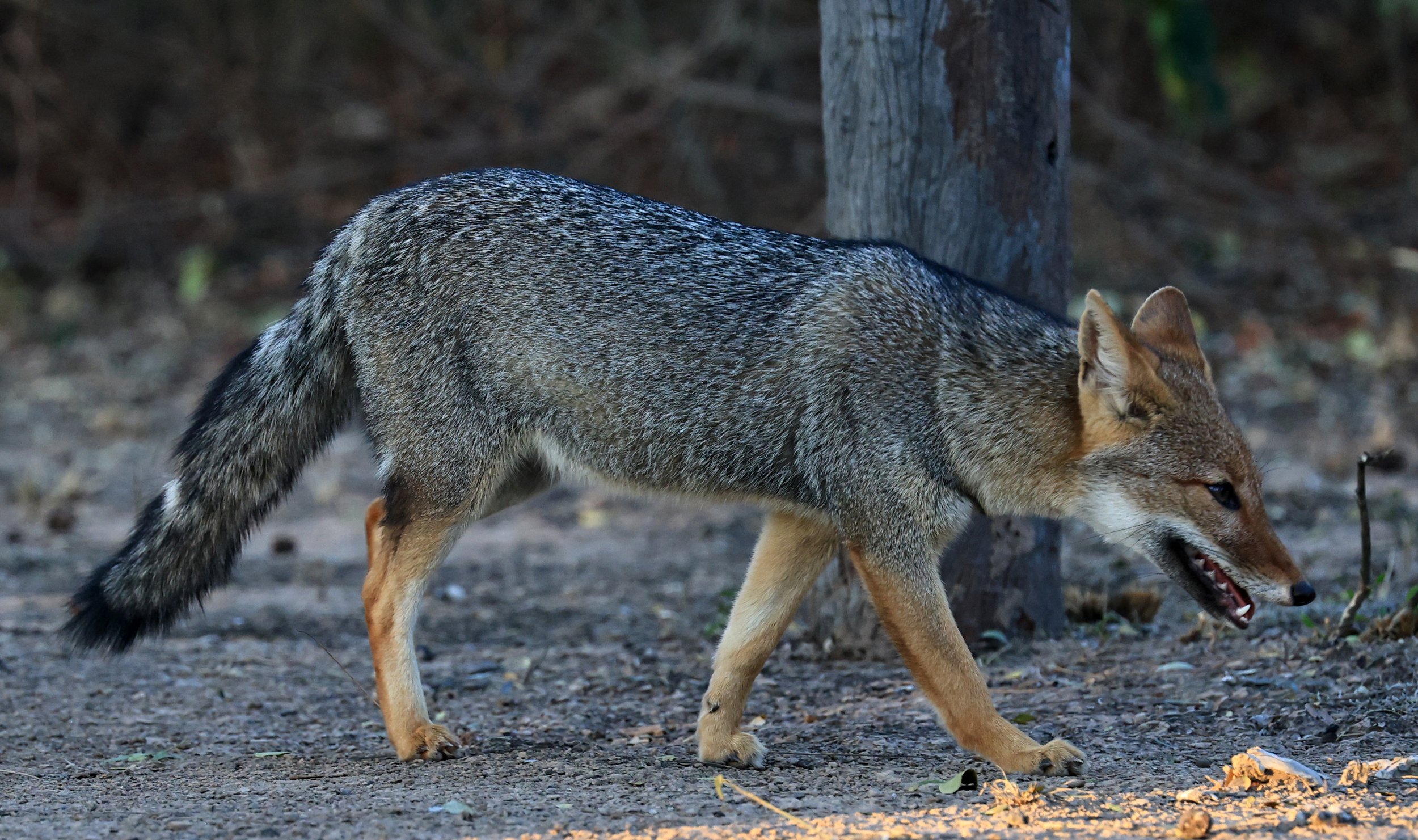 Pampas Fox (Lycalopex gymnocerca) Reserva Natural Canada el Carmen, Paraguay  (1).jpg