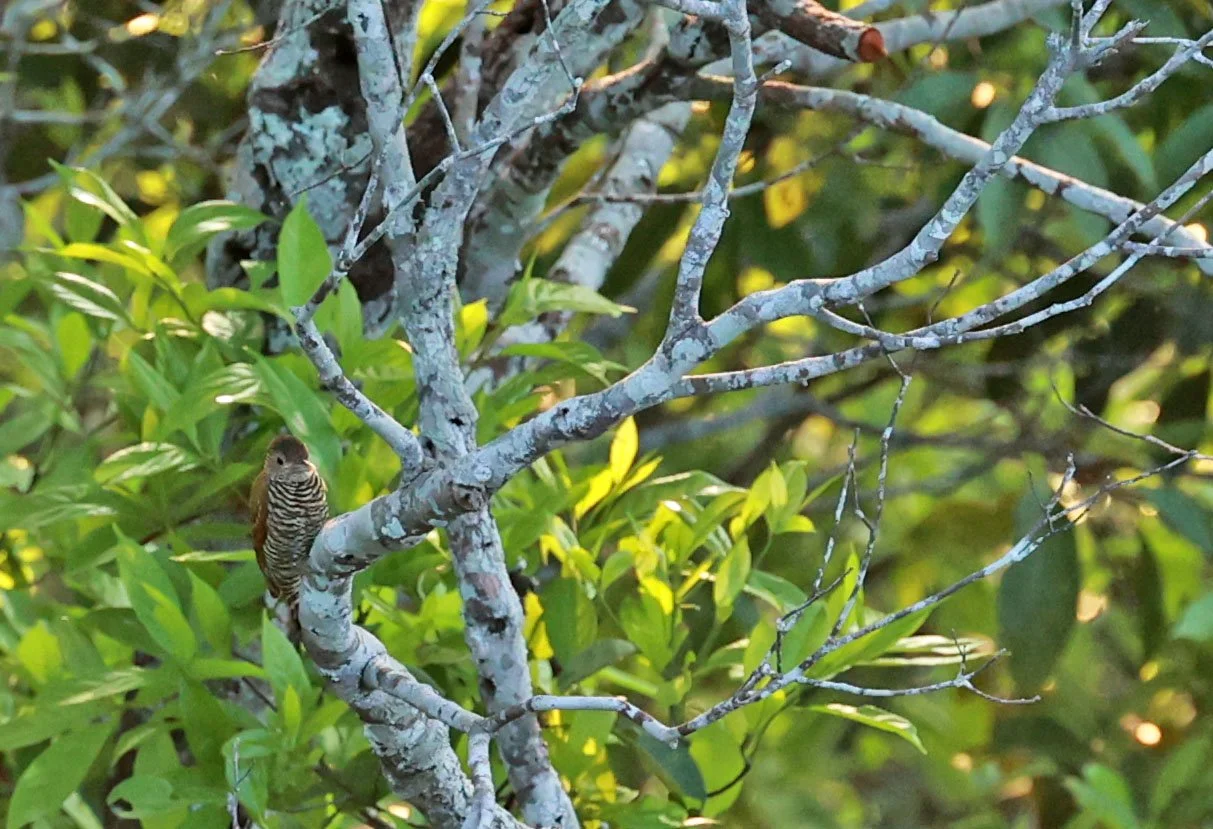 Woodpecker - Golden-collared Woodpecker - Dryobates cassini - Museu da Amazonia Tower Park (MUSA), Manaus (8).jpg