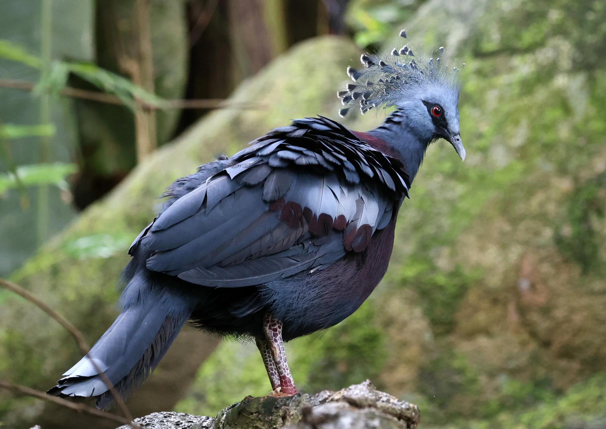 Victoria crowned pigeon (Goura victoria) Khao Kiew Open Air Zoo Siracha Thailand (5).jpg