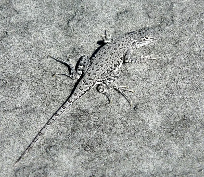 REPTILE - LIZARD - BAJA CALIFORNIA.jpg