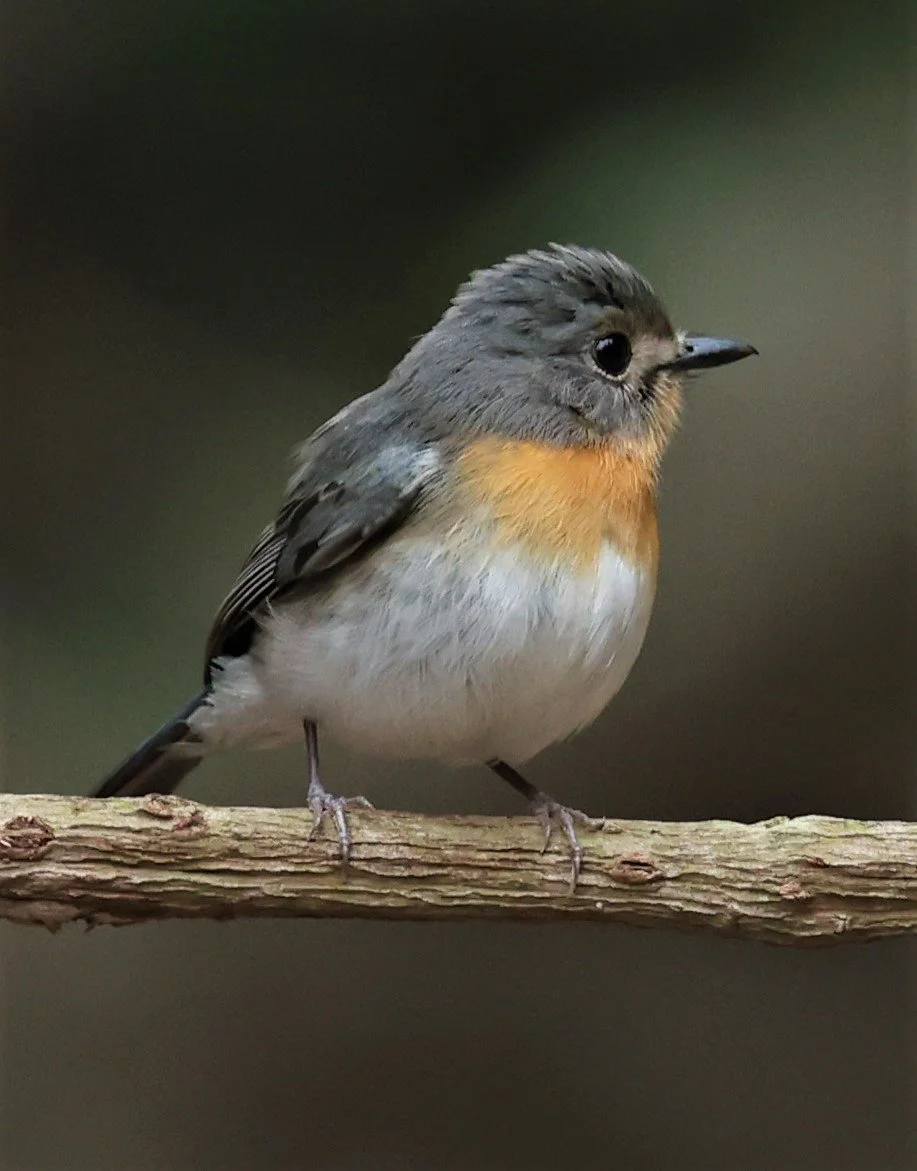 FLYCATCHER - INDOCHINESE BLUE-FLYCATCHER - Cyornis sumatrensis - SRI SATCHANALAI NP MANAO WATERHOLE MAY 1 2022 (110).jpg