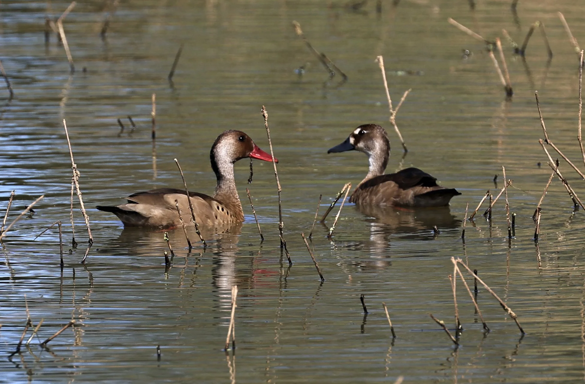 Brazilian Teal (Amazonetta brasiliensis) Agua Dulce Paraguay (4).jpg