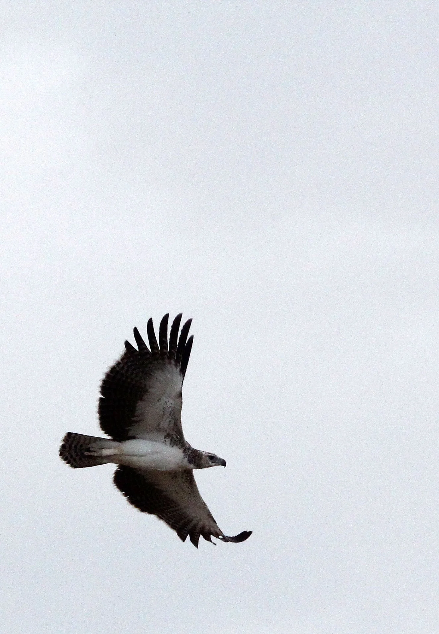 Polemaetus bellicosus - MARTIAL EAGLE - SAMBURU NATIONAL PARK KENYA (23).JPG