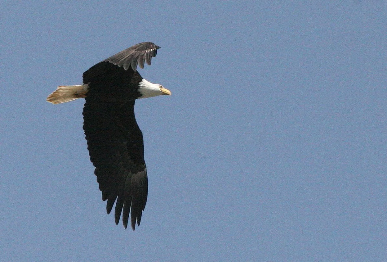 Haliaeetus leucocephalus - AMERICAN BALD EAGLE - ELWHA RIVER MOUTH WASHINGTON (64).JPG