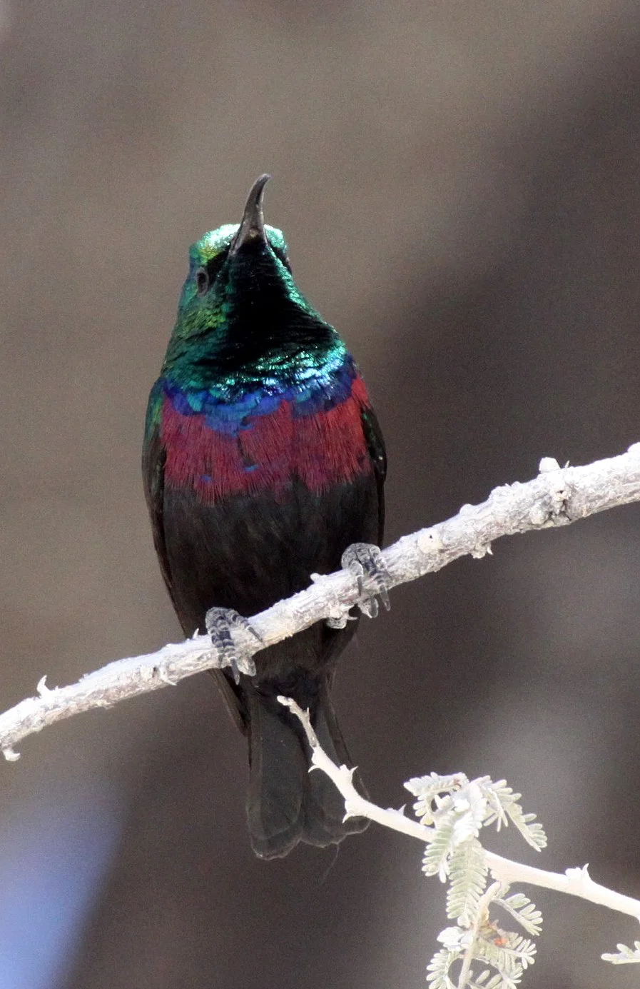 BIRD - SUNBIRD - MARICO SUNBIRD - CINNYRIS MARIQUENSIS - ETOSHA NATIONAL PARK NAMIBIA (23).JPG
