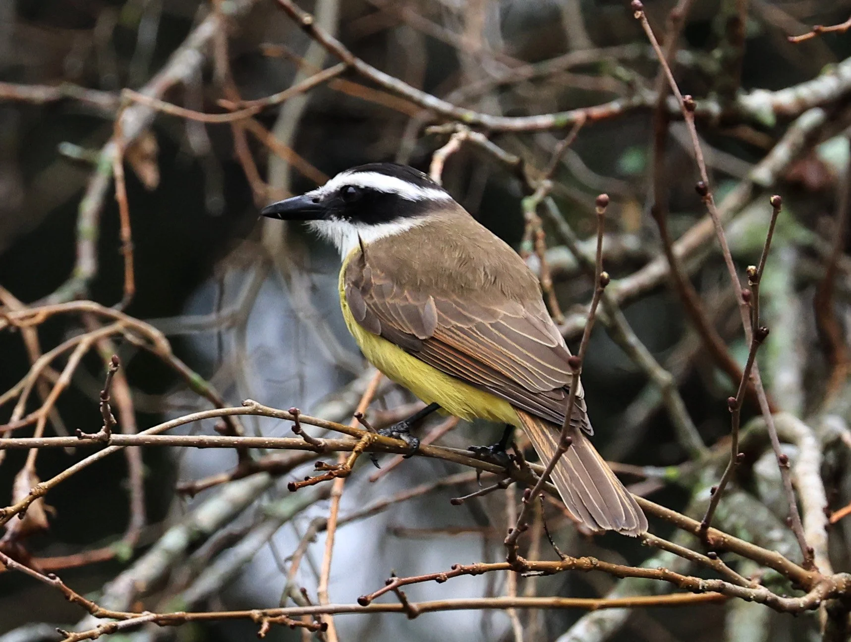 Great Kiskadee (Pitangus sulphuratus) El Palmar National Park, Entre Rios, Argentina (6).jpg