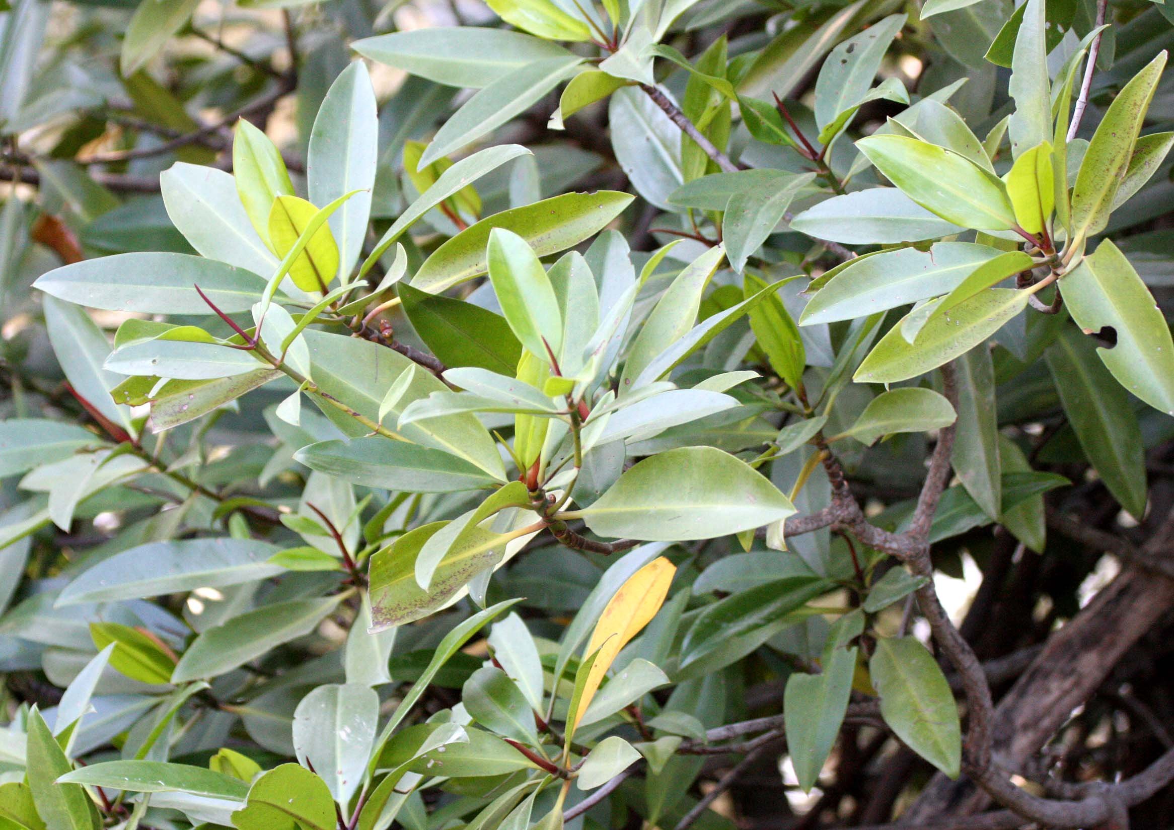 KHAO SAM ROI YOT THAILAND - MANGROVE - RHIZOPHORA SPECIES.JPG