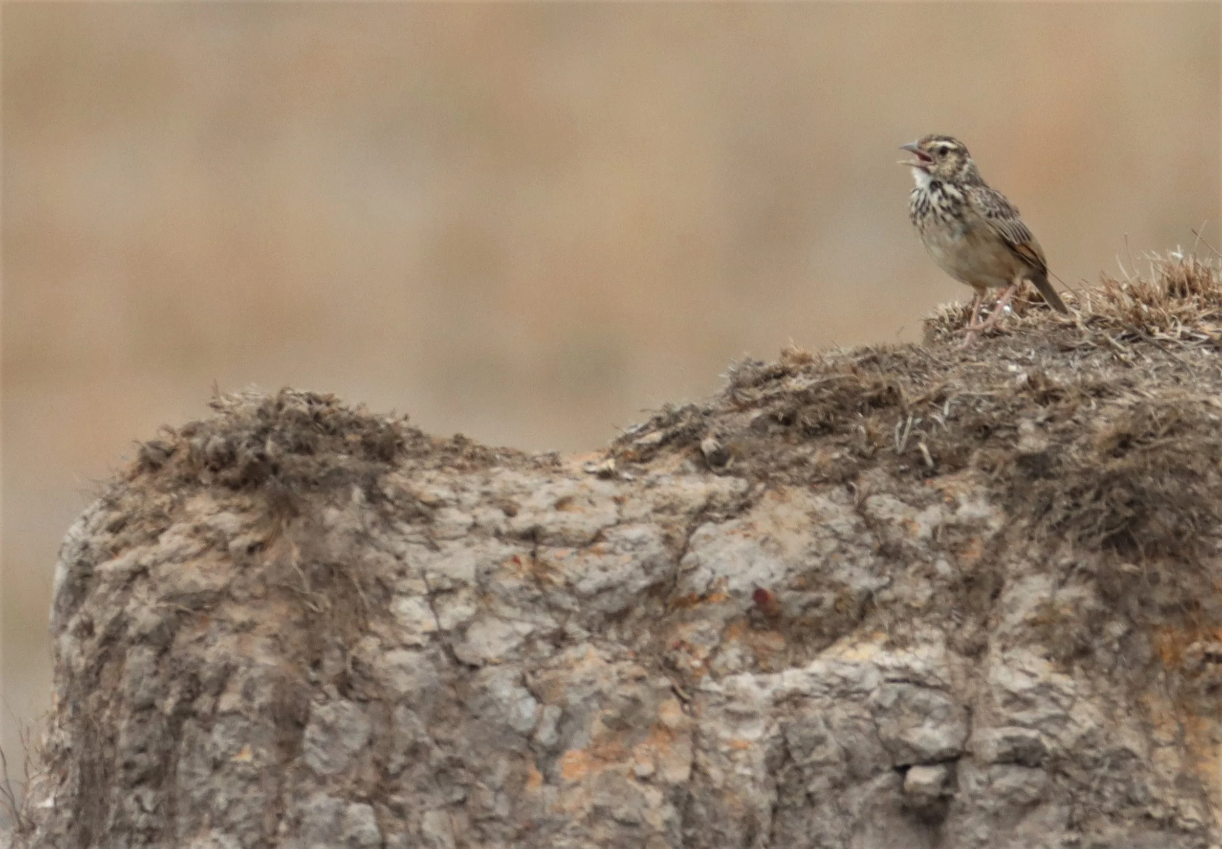 Indochinese Bushlark (Mirafra erythrocephala) Pak Phli Nakhon Nayok Thailand (2).jpg