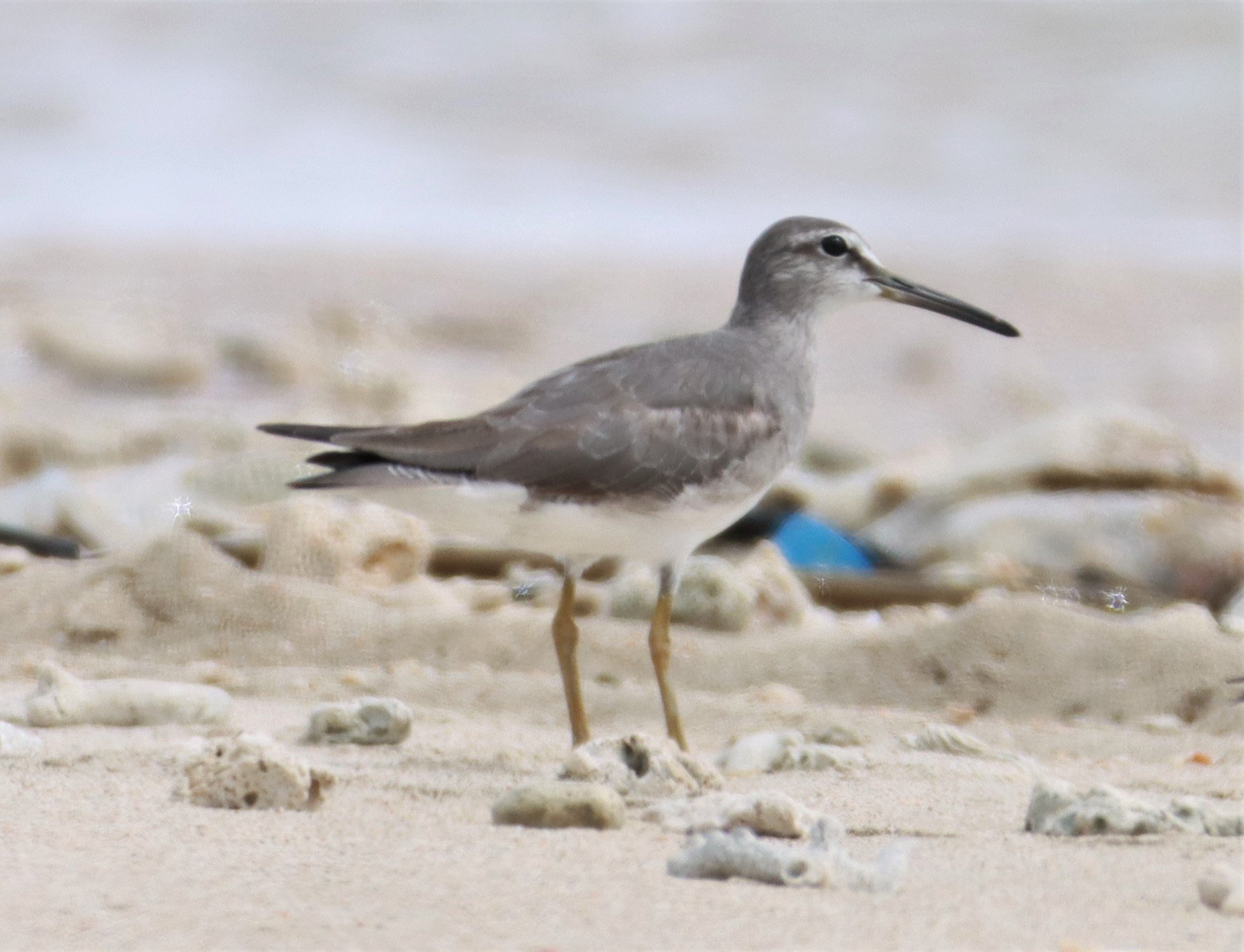 TATTLER - GREY-TAILED TATTLER - Tringa brevipes - LAEM PAKARANG PHANG NGA (8).jpg
