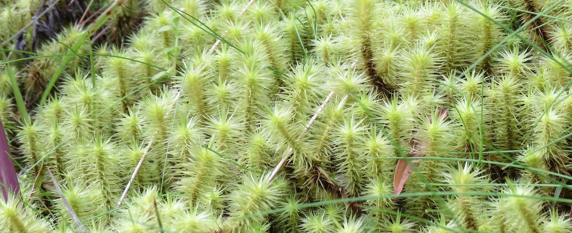 RWENZORI NATIONAL PARK UGANDA (122).JPG