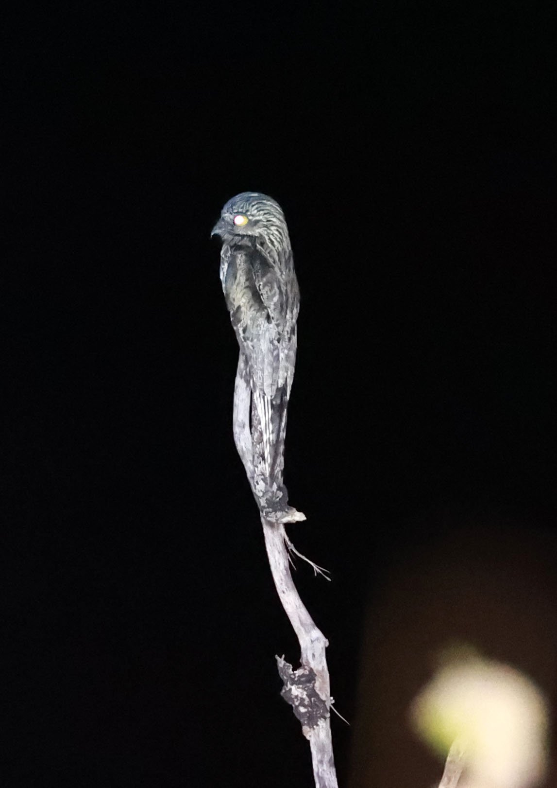 Potoo - Common Potoo - Nyctibius griseus - Emas National Park, Goias State, Brazil (3).jpg
