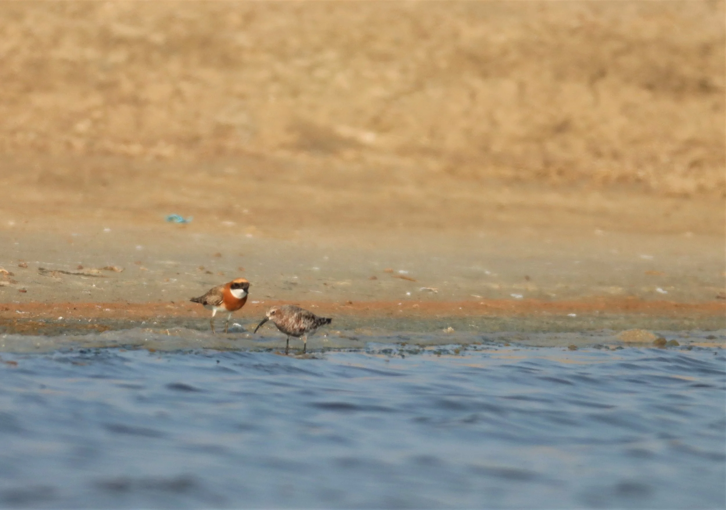 SANDPIPER - CURLEW SANDPIPER - Calidris ferruginea - WITH LESSER SAND PLOER - BANG PAKONG SALT PANS CHACHOENGSAO WEST OF RIVER (1).jpg