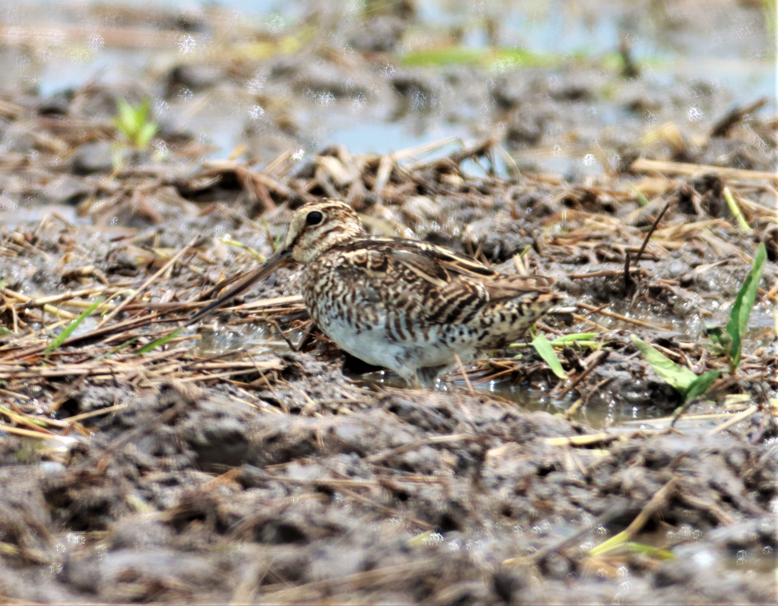 SNIPE - PINTAIL SNIPE - Gallinago stenura - PATHUM THANI RICE RESEARCH CENTER AUG 11 2021 (9).jpg