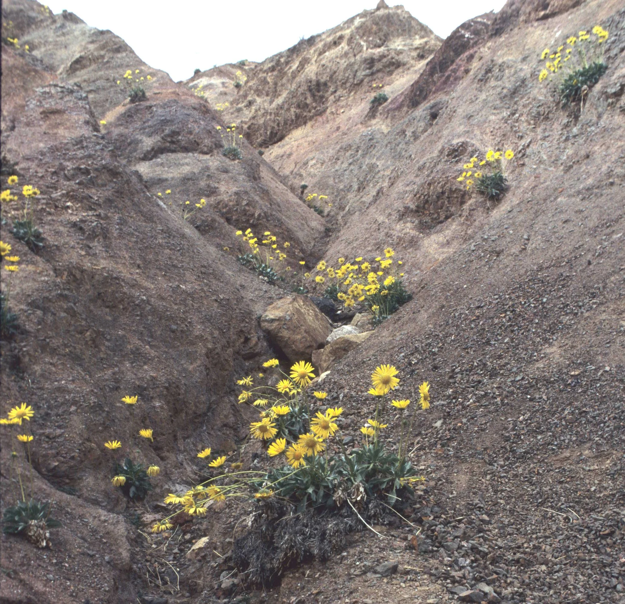 DEATH VALLEY - PANAMINT DAISY A1.jpg