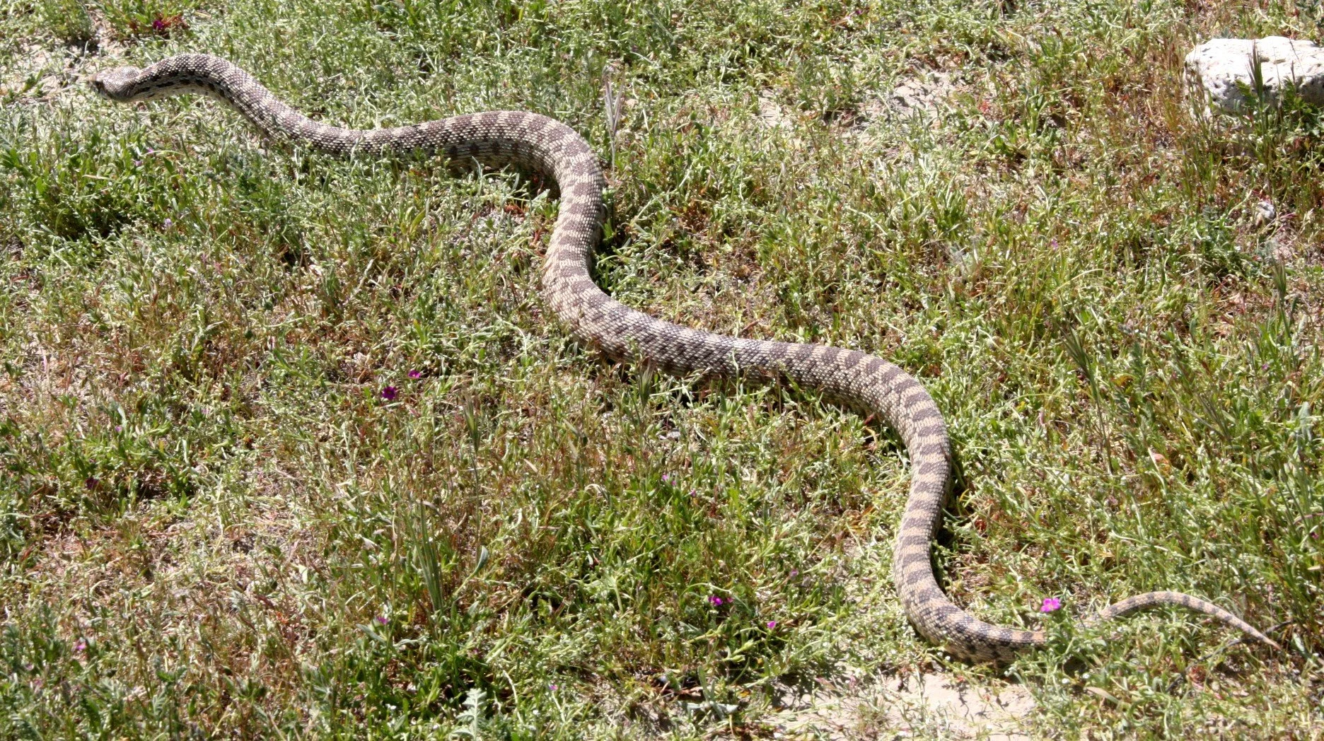 Pituophis catenifer catenifer - PACIFIC GOPHER SNAKE - CARRIZO PLAIN NATIONAL MONUMENT CALIFORNIA (9).JPG