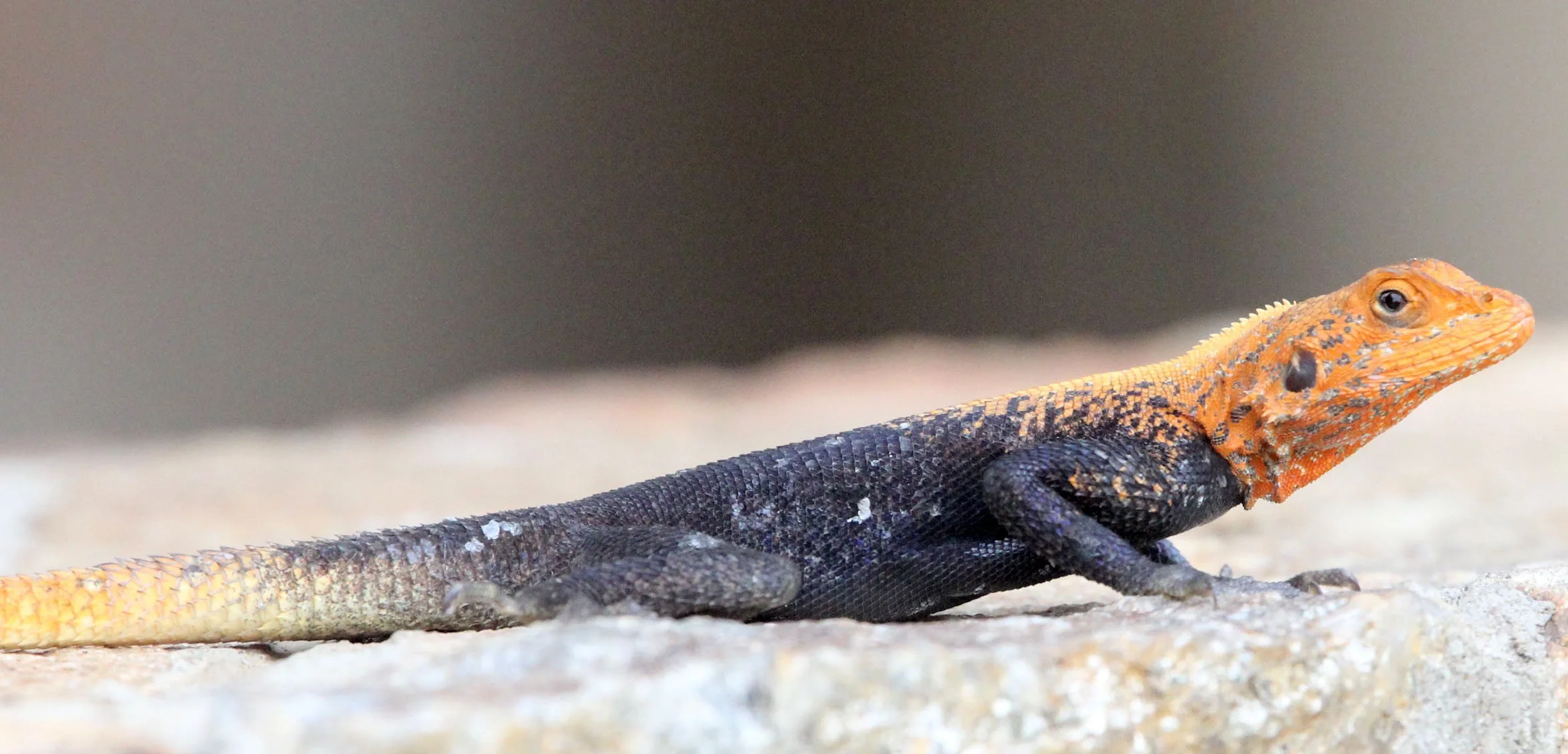 Agama agama - RED-HEADED AGAMA LIZARD - AGAMA AGAMA - MURCHISON FALLS NATIONAL PARK UGANDA (16).JPG