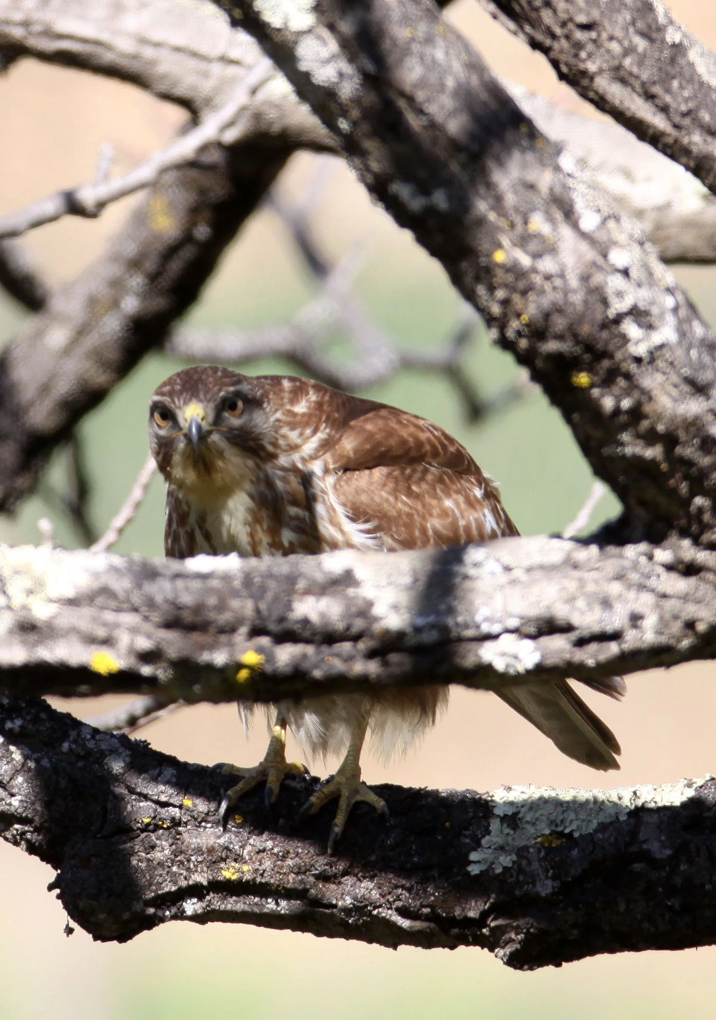 Buteo buteo - COMMON BUZZARD - TACHENG YUNNAN CHINA - BAIMA SNOW MOUNTAIN (28).JPG