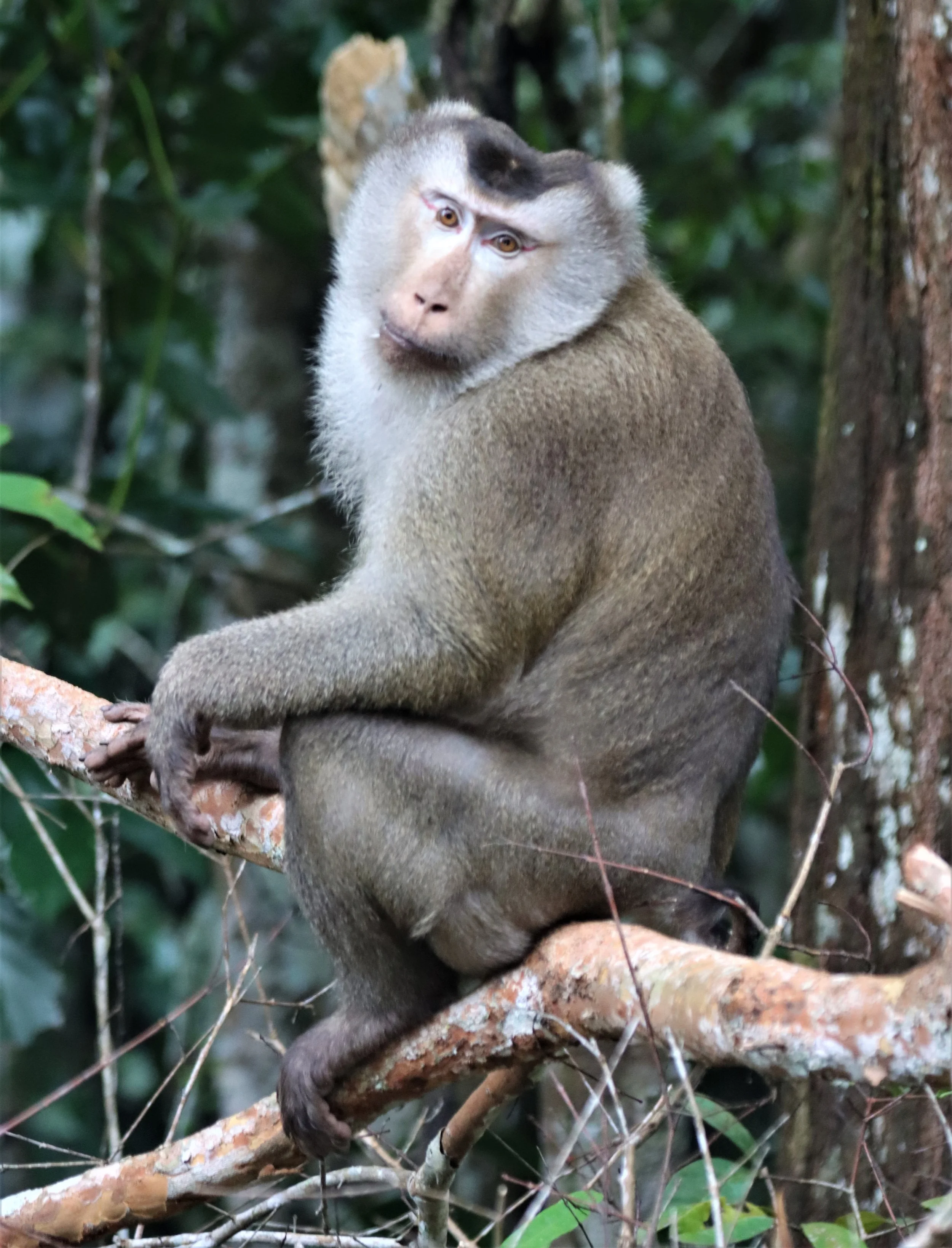 Pig-tailed Macaque - Khao Yai l.jpg