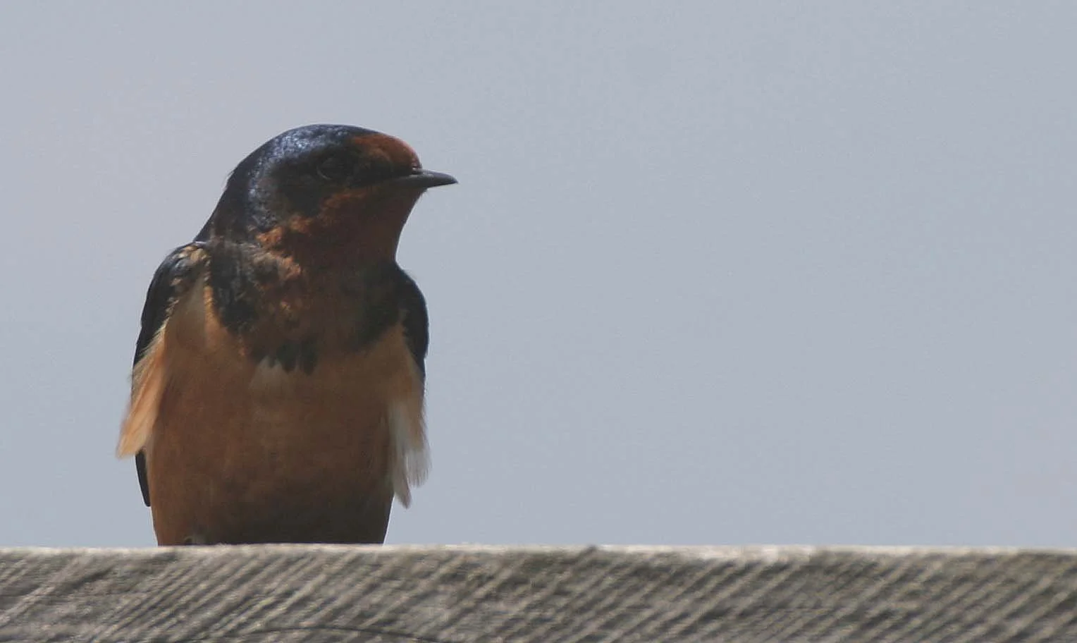 Barn Swallow (Hirundo rustica) Lake Baikal Selenga Delta Russia (2).jpg