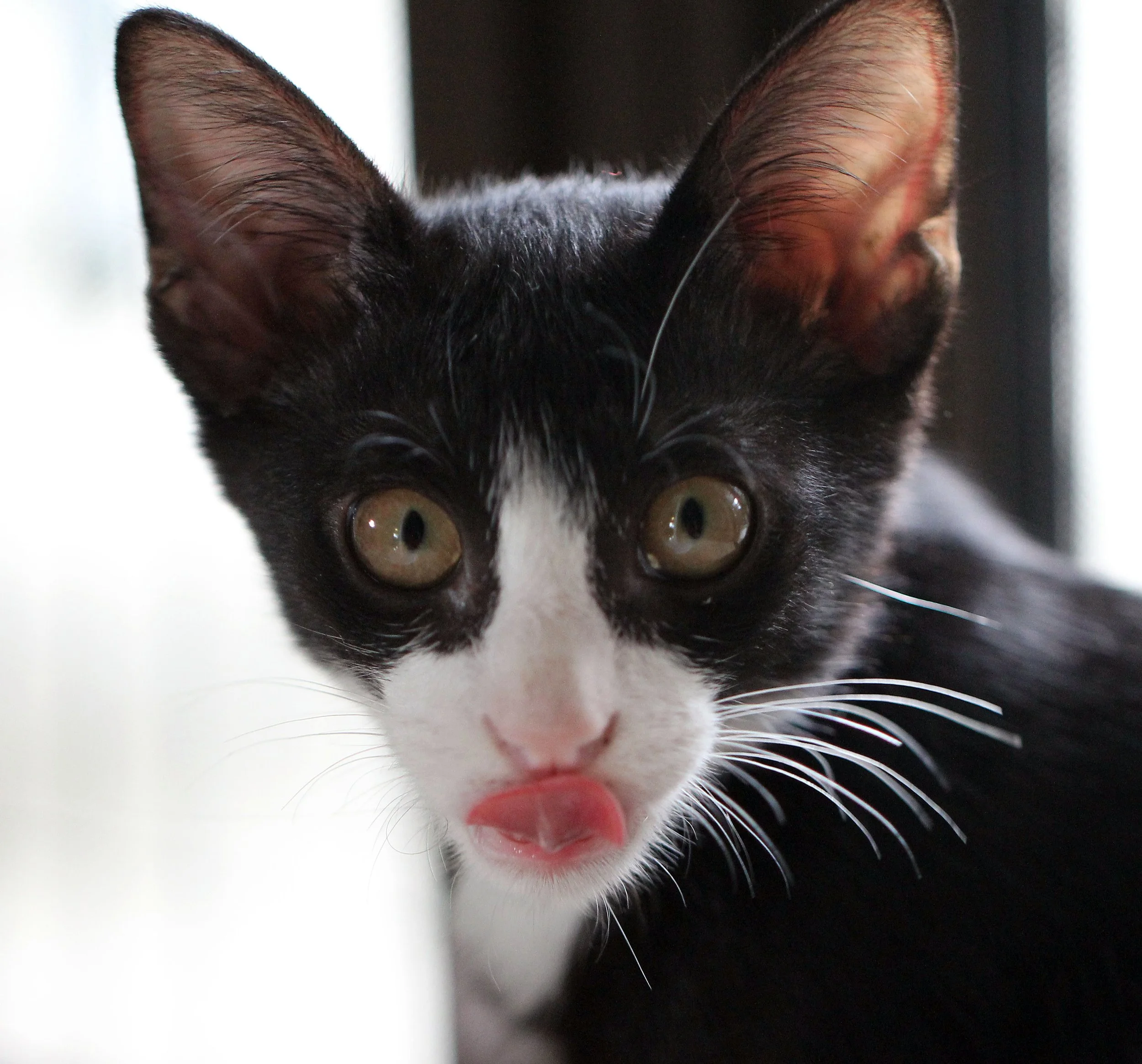 2015 Cats - Ukura & Jean Luc (10).JPG
