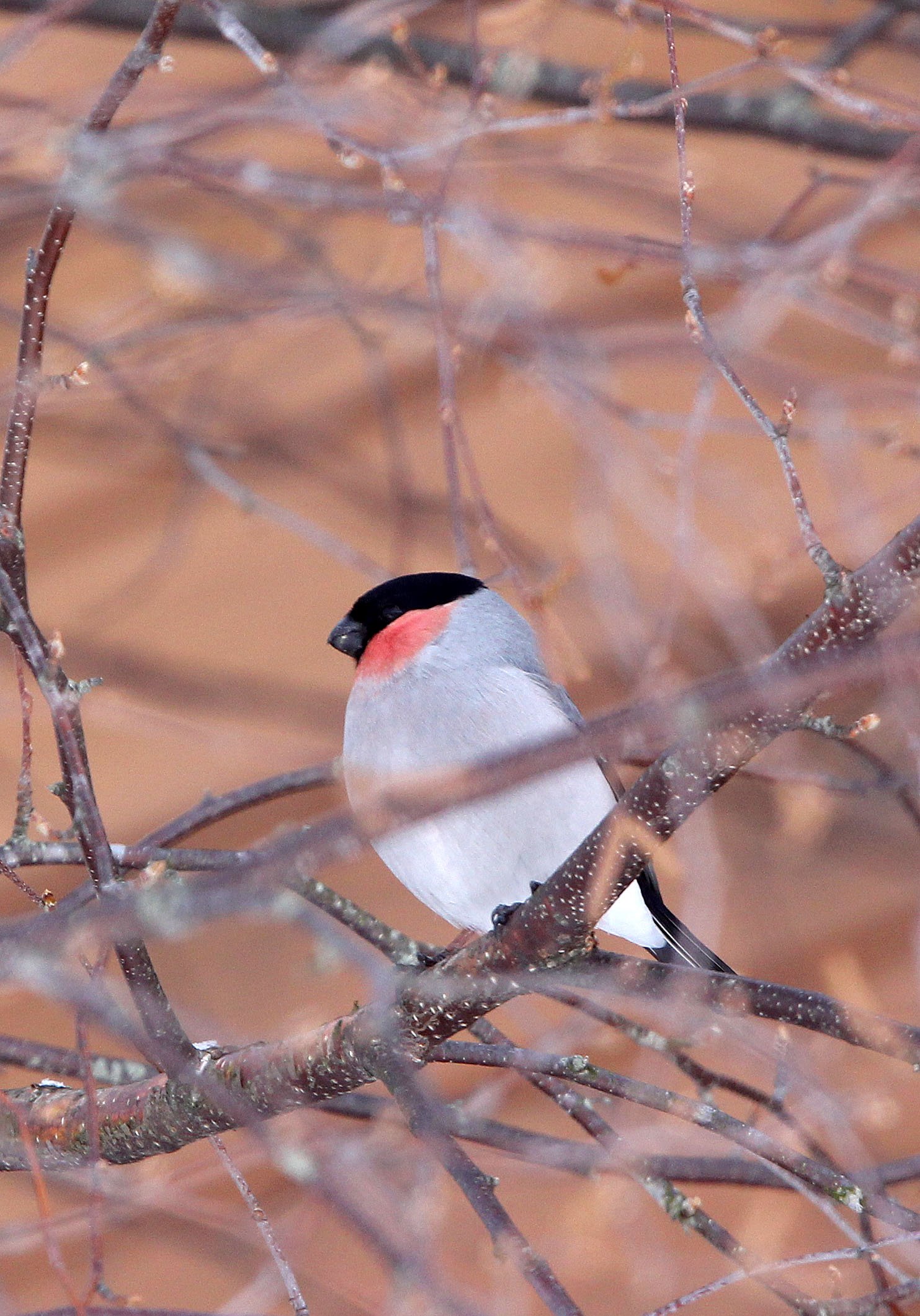 Eurasian Bullfinch (Pyrrhula pyrrhula) Kussharo Lake, Hokkaido Japan (3).JPG