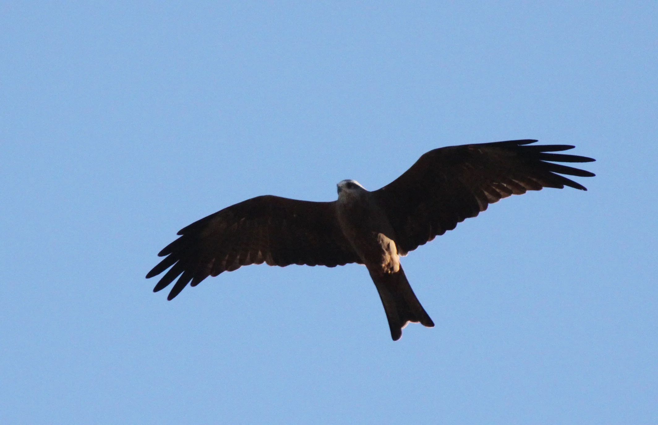 Milvus aegyptius parasitus - YELLOW-BILLED KITE - BERENTY RESERVE MADAGASCAR (14).JPG