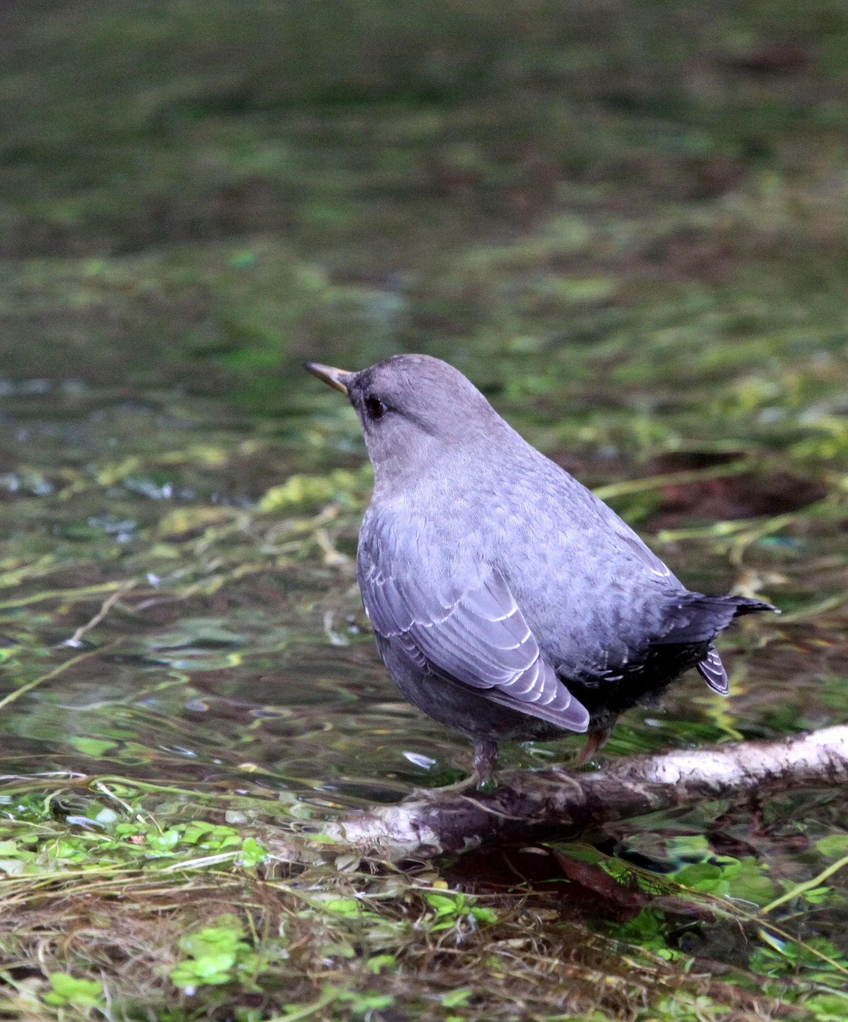 American dipper (Cinclus mexicanus) Hoh Rainforest Washington State (9).JPG