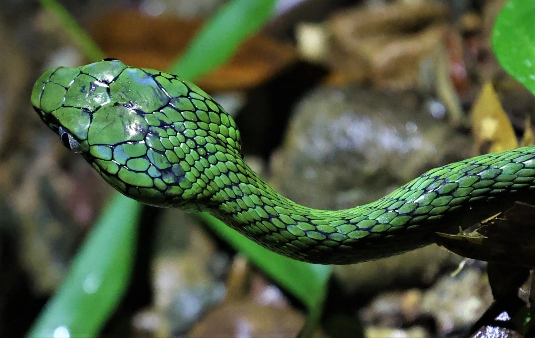 Green Cat Snake (Boiga cyanea)