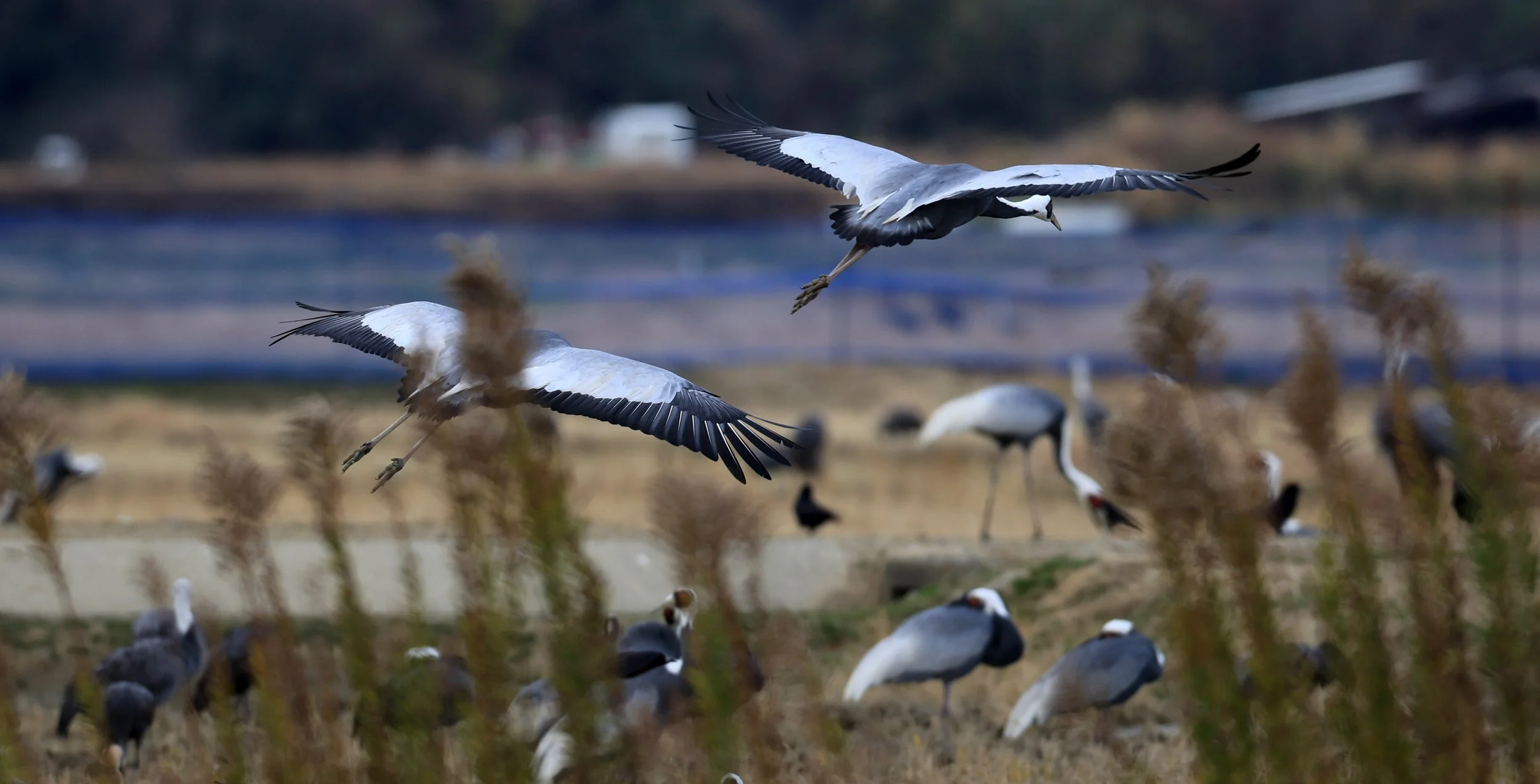 White-naped Crane (Antigone vipio) Izumi Crane Park & Center, Izumi Kagoshima Kyushu Japan (329).jpg