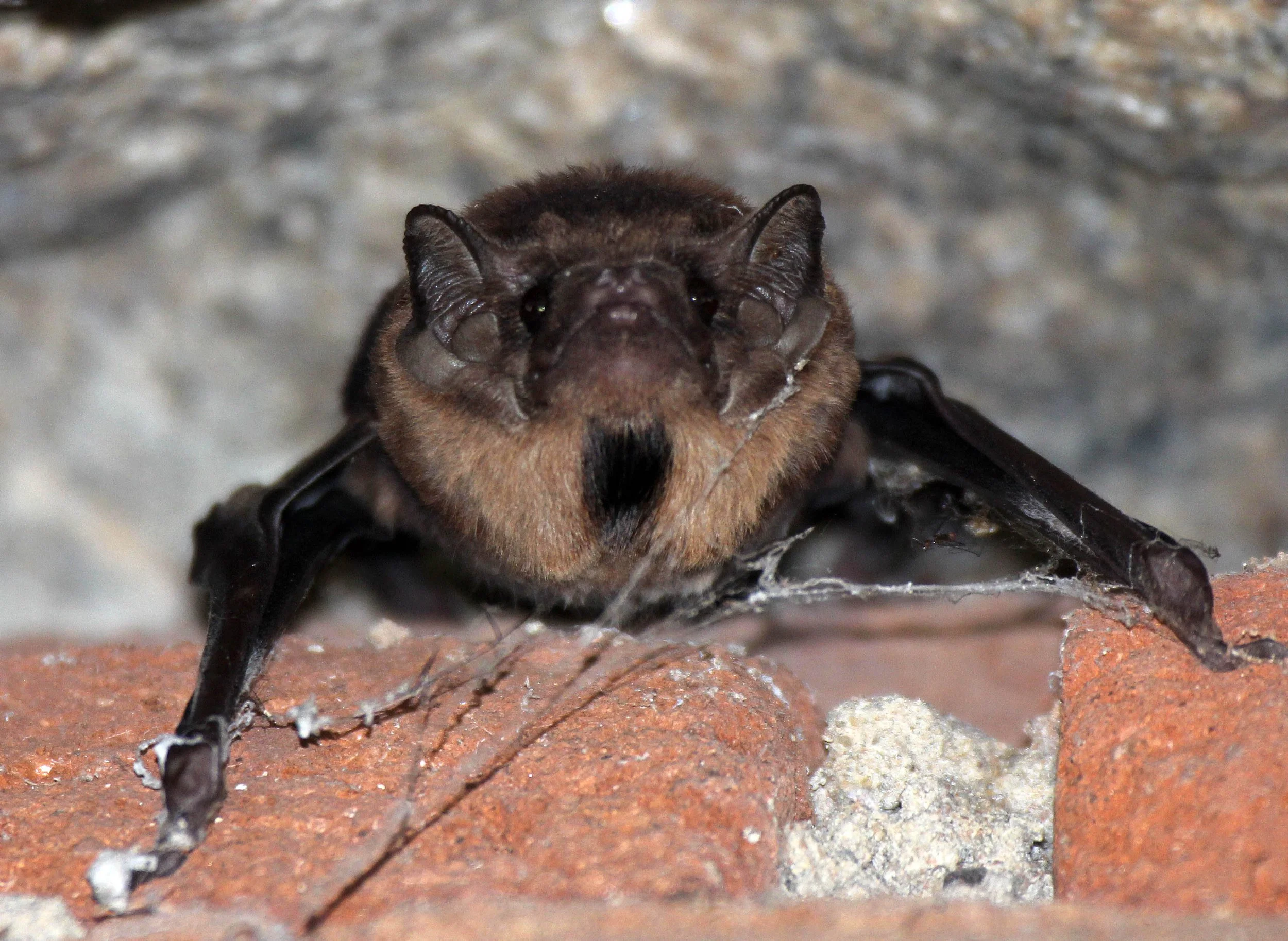 Taphozous melanopogon - BLACK-BEARDED TOMB BAT - SIGIRIYA FOREST AREA SRI LANKA (39).JPG