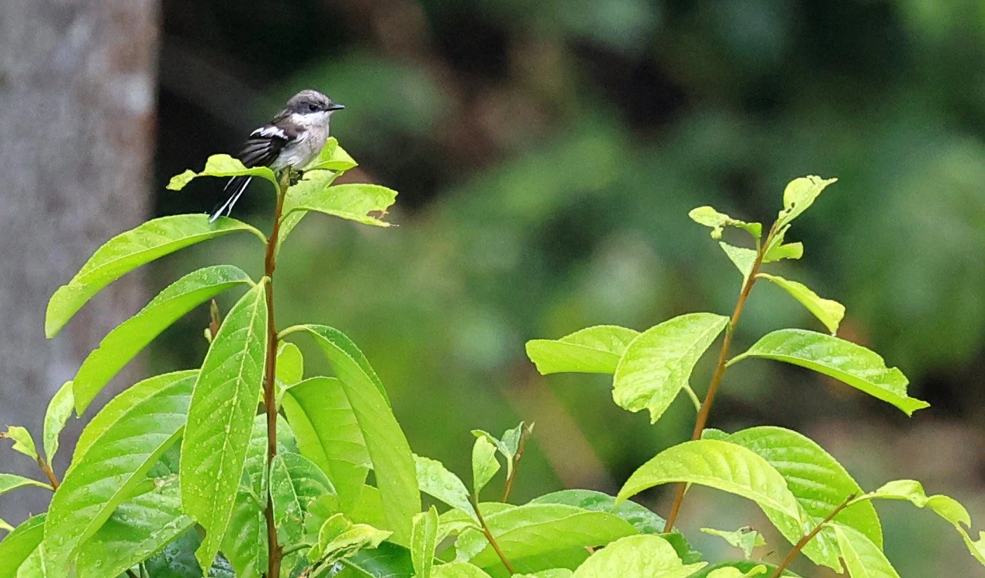 Bar-winged Flycatcher-shrike (Hemipus picatus) Khao Yai National Park Feb 2026 Day 2 (2).jpg