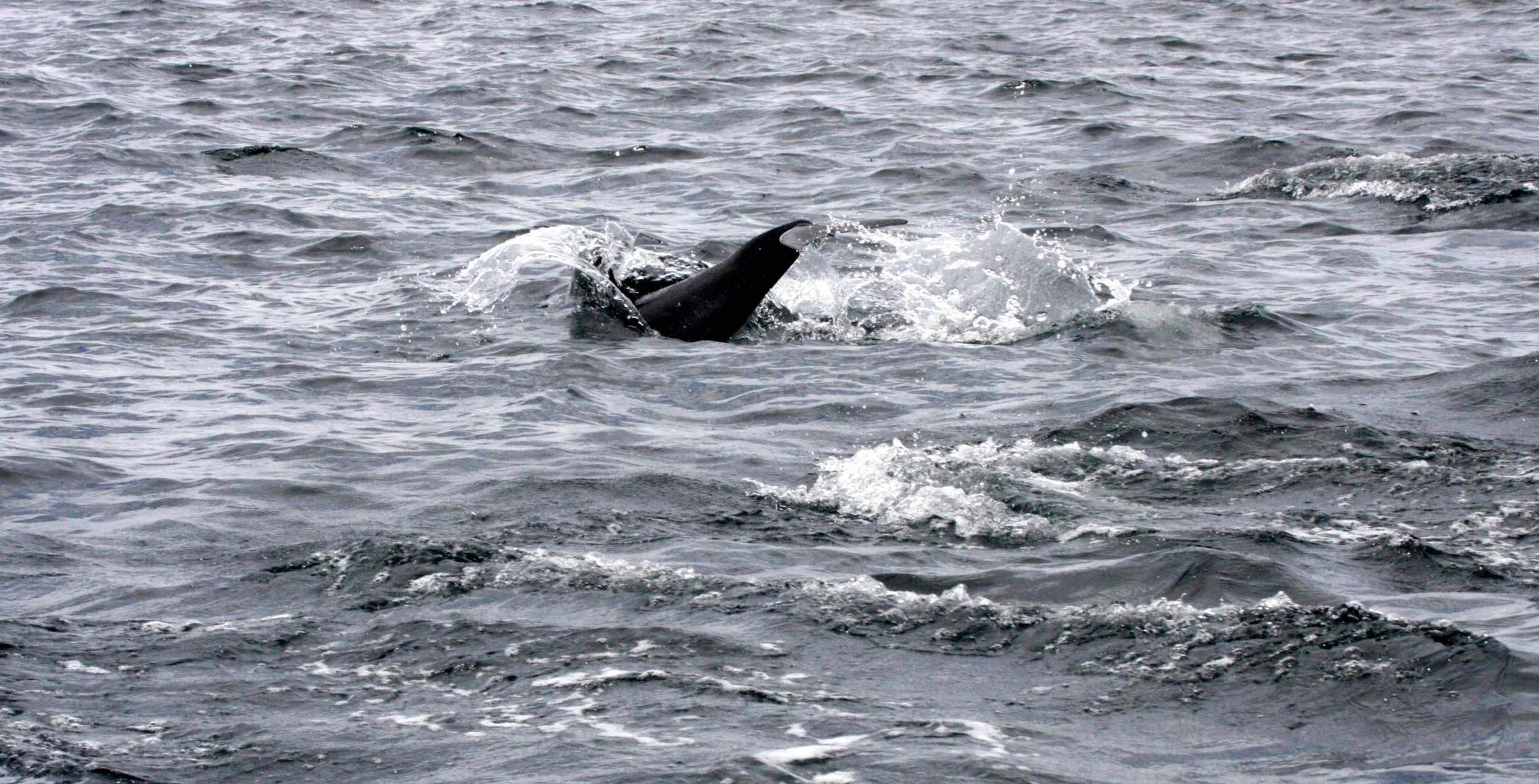 CETACEAN - DOLPHIN - COMMON DOLPHIN - LONG-BEAKED COMMON DOLPHIN - DELPHINUS CAPENSIS - BAHIA DE LORETO BAJA MEXICO (7).JPG