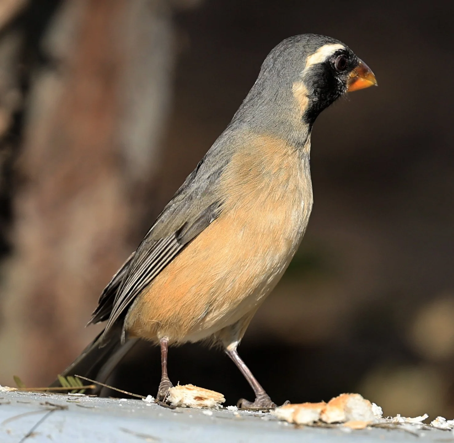 Golden-billed Saltator (Saltator aurantiirostris) Aurora Chaquena Reserve, Neuland Mennonite Colony Paraguay (35).jpg