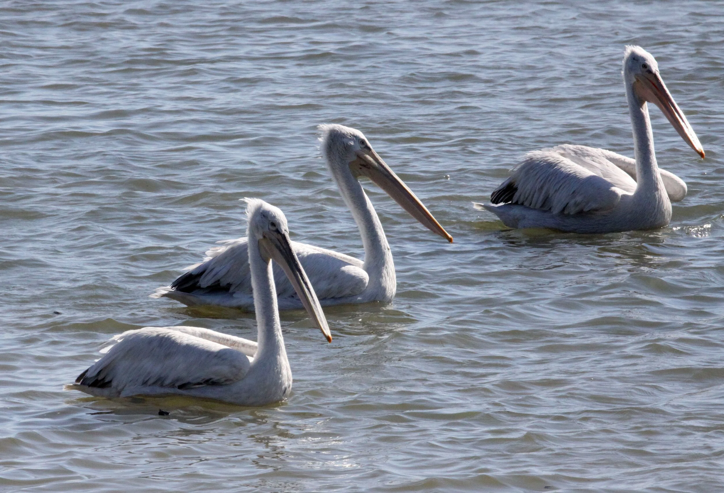 Pelecanus crispus - DALMATIAN PELICAN - GIR FOREST GUJARAT INDIA (57).JPG