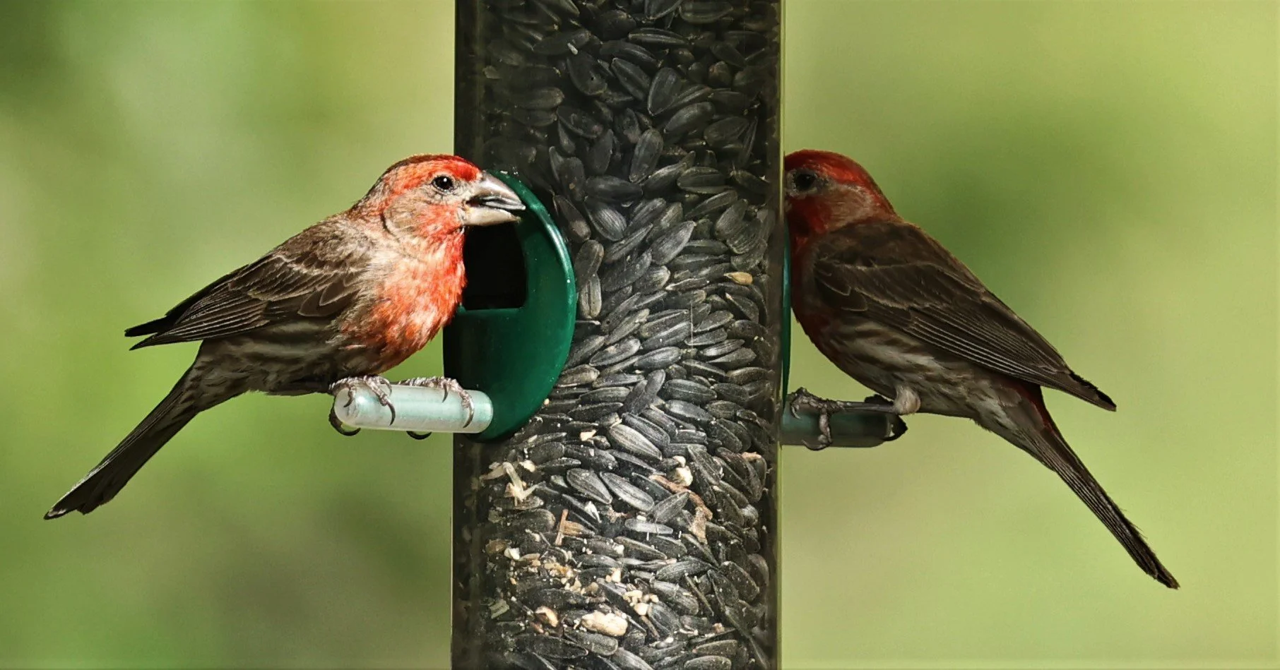 House Finch (Haemorhous mexicanus) Cave Creek Arizona (15).jpg