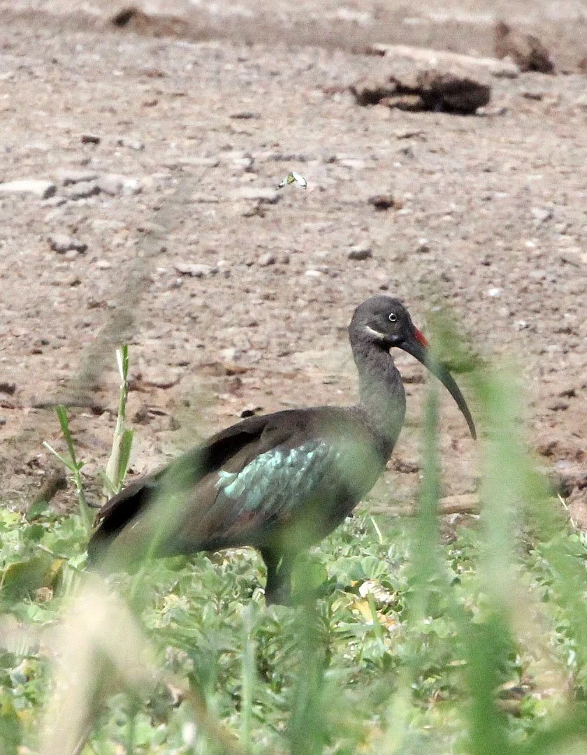 IBIS - HADADA IBIS - Bostrychia hagedash - QUEEN ELIZABETH NATIONAL PARK UGANDA (9).JPG