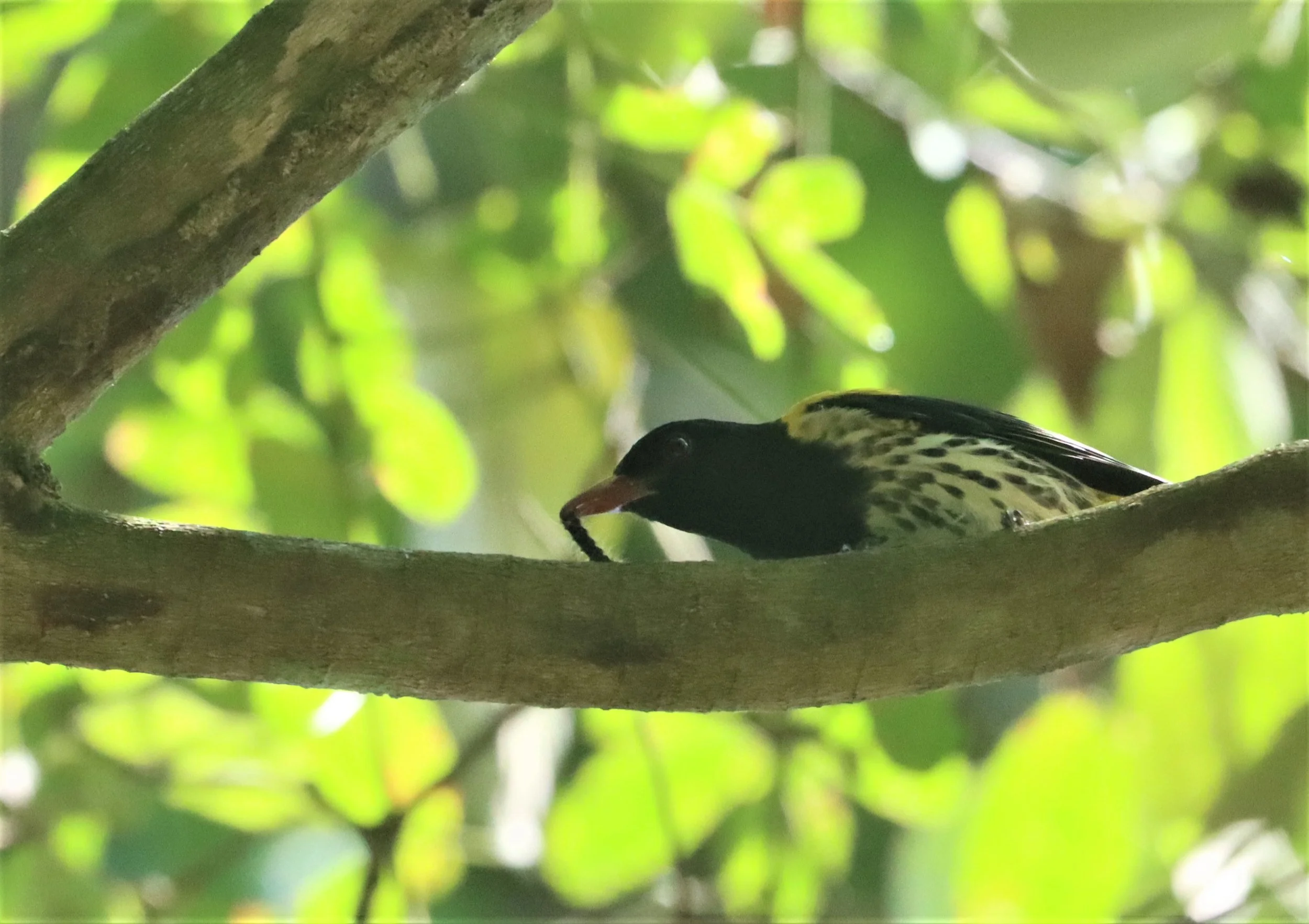 Dark-throated Oriole (Oriolus xanthonotus) Krung Chin Khao Luang NP Thailand (14).jpg