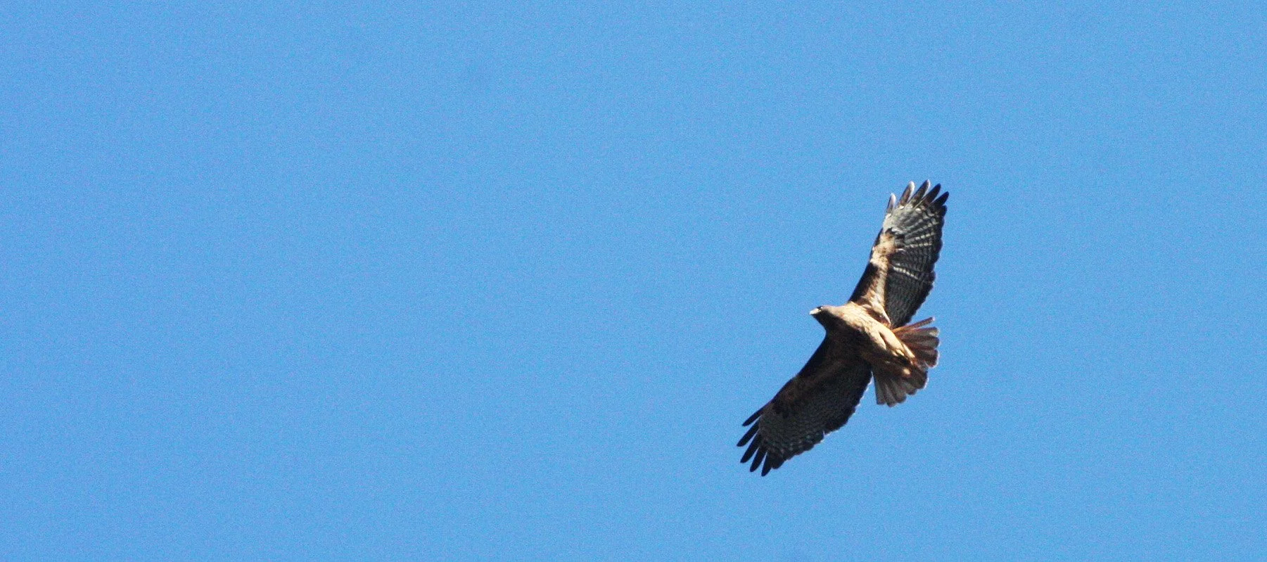 Buteo jamaicensis - RED-TAILED HAWK - LAKE FARM TRAILS (6).JPG